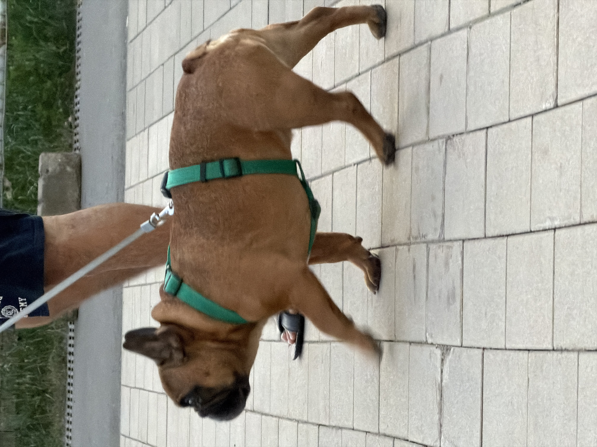 A medium shot captures a brown French bulldog wearing a green harness and leash, walking on a paved pathway composed of light gray rectangular tiles. The dog is moving from left to right across the frame. The background shows a person's legs in dark shorts and a white shirt with dark lettering, walking the dog. Beyond the pathway, a strip of green grass and some blurred structures are visible. The lighting suggests an outdoor setting, likely daytime. The specific location in Moscow, Russia, cannot be determined from the image alone.
