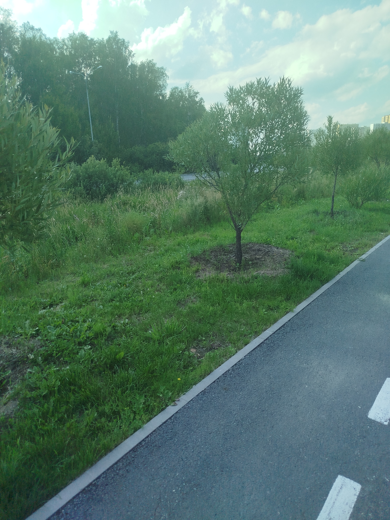 The image shows a paved path next to a grassy area with trees. There are white lines painted on the path, suggesting it's a bicycle path or a pedestrian walkway. In the background, there are trees and some buildings. The sky is partly cloudy. The scene appears to be in a park or a public space within a city. The specific location in Tyumen, Russia, cannot be determined from the image alone without additional contextual information.