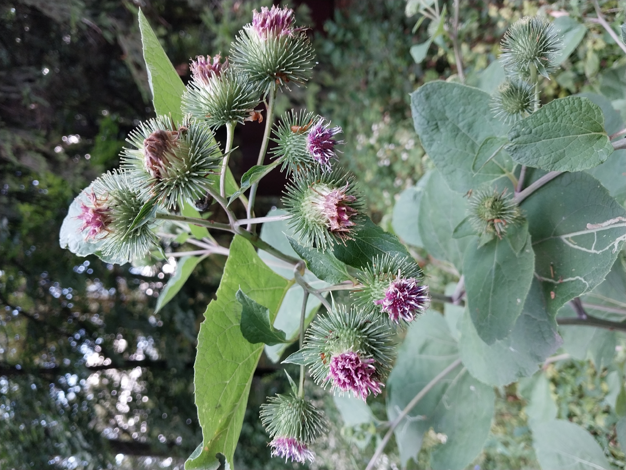 This is a close-up, eye-level, outdoor photograph of a burdock plant in Doslidne, Ukraine. The plant is the primary subject, with its large, green leaves and spiky, green flower heads, some of which have purple florets. The background is blurred, showing more foliage and dappled sunlight filtering through trees, indicating a natural or park-like setting. There are no people or animals visible in the frame. The lighting is natural, likely daylight, and the focus is sharp on the burdock plant.