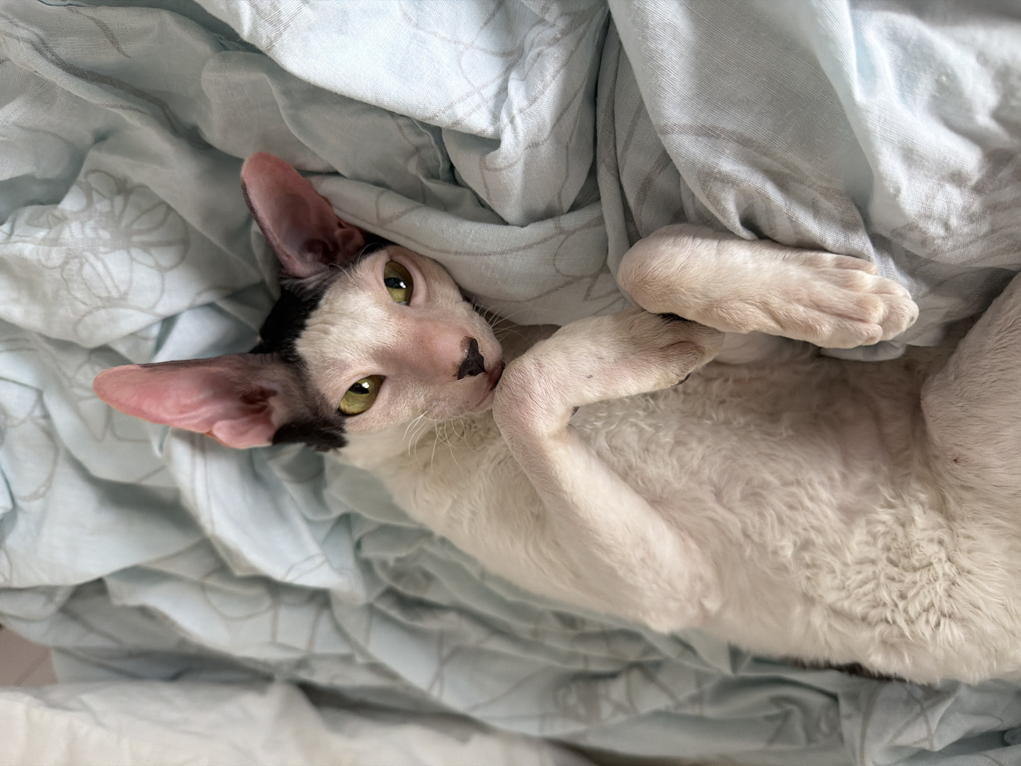 A close-up shot captures a hairless cat with large, pink ears and green eyes lounging on a pale blue, crumpled comforter. The cat's fur is wavy and white with black markings on its head. Its body is partially visible, with its paws tucked in front of its chest. The comforter has a subtle floral pattern. The overall scene is relaxed and comfortable. The image is not geotagged, so the location is unknown.