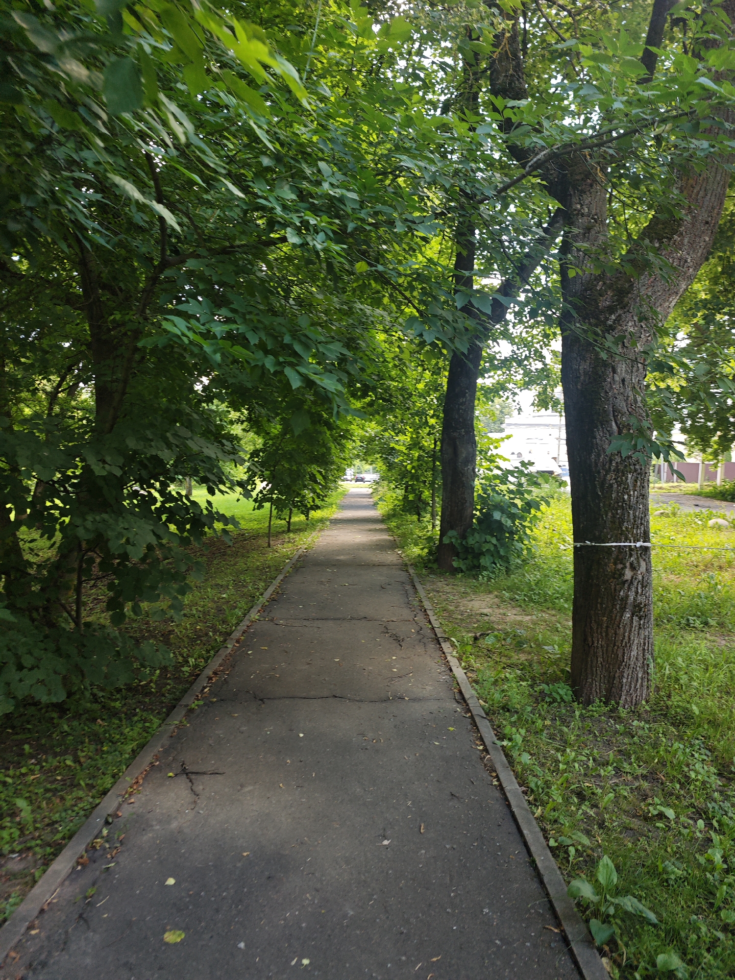 The image depicts a paved pathway lined with mature trees on both sides. The pathway recedes into the distance, suggesting a park or a tree-lined street. The trees are lush with green foliage, indicating it is likely summer. On the right side of the path, a white band is tied around the trunk of one of the trees. Beyond the trees on the right, a building with white walls and windows is partially visible, along with a fence. On the left side, more trees and greenery are present. The sky is not clearly visible due to the dense canopy of leaves. The pathway shows signs of wear and tear, with cracks and scattered debris. The overall scene is one of an urban green space.