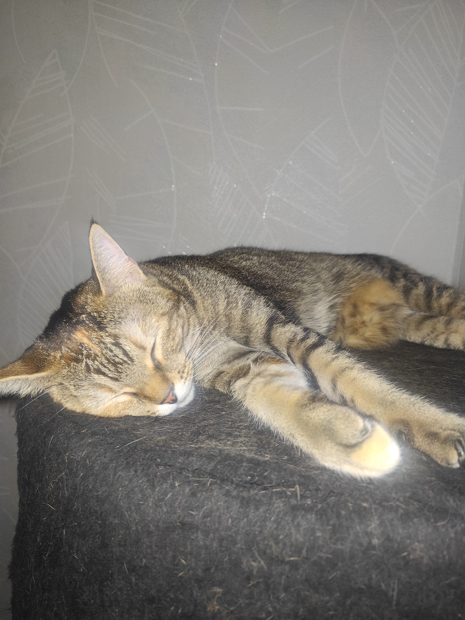 A tabby cat is sleeping on a dark, furry surface, likely a pet bed or piece of furniture. The cat is lying on its side with its eyes closed, its head resting on its paws. Its fur is a mix of brown, black, and tan stripes. The background is a light-colored wall with a subtle patterned texture. The lighting is dim, suggesting an indoor environment. There are no people or other animals visible in the image. The scene is calm and peaceful. This image does not contain any information that would indicate its location in Modena, Italy.