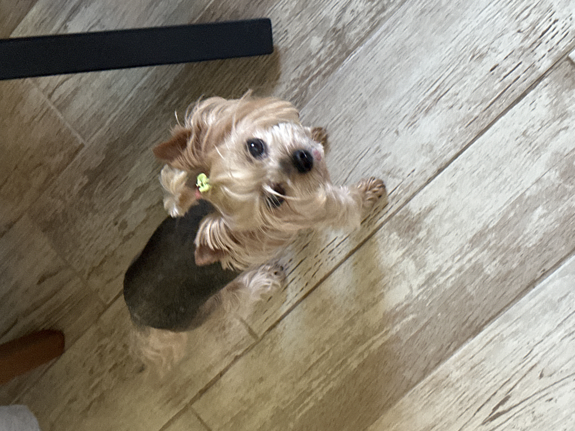 A small, long-haired dog with a grey and tan coat is seen from an overhead perspective. It is standing on a light-colored, wood-patterned floor. The dog is looking up with its front paws slightly raised. Part of a dark-colored object, possibly a table leg, is visible in the upper left corner of the frame. A small green object hangs from the dog's ear. Part of a foot and a garment are at the very bottom left of the image. The location is likely indoors, but there's no information pointing to Lehchevo, Bulgaria.