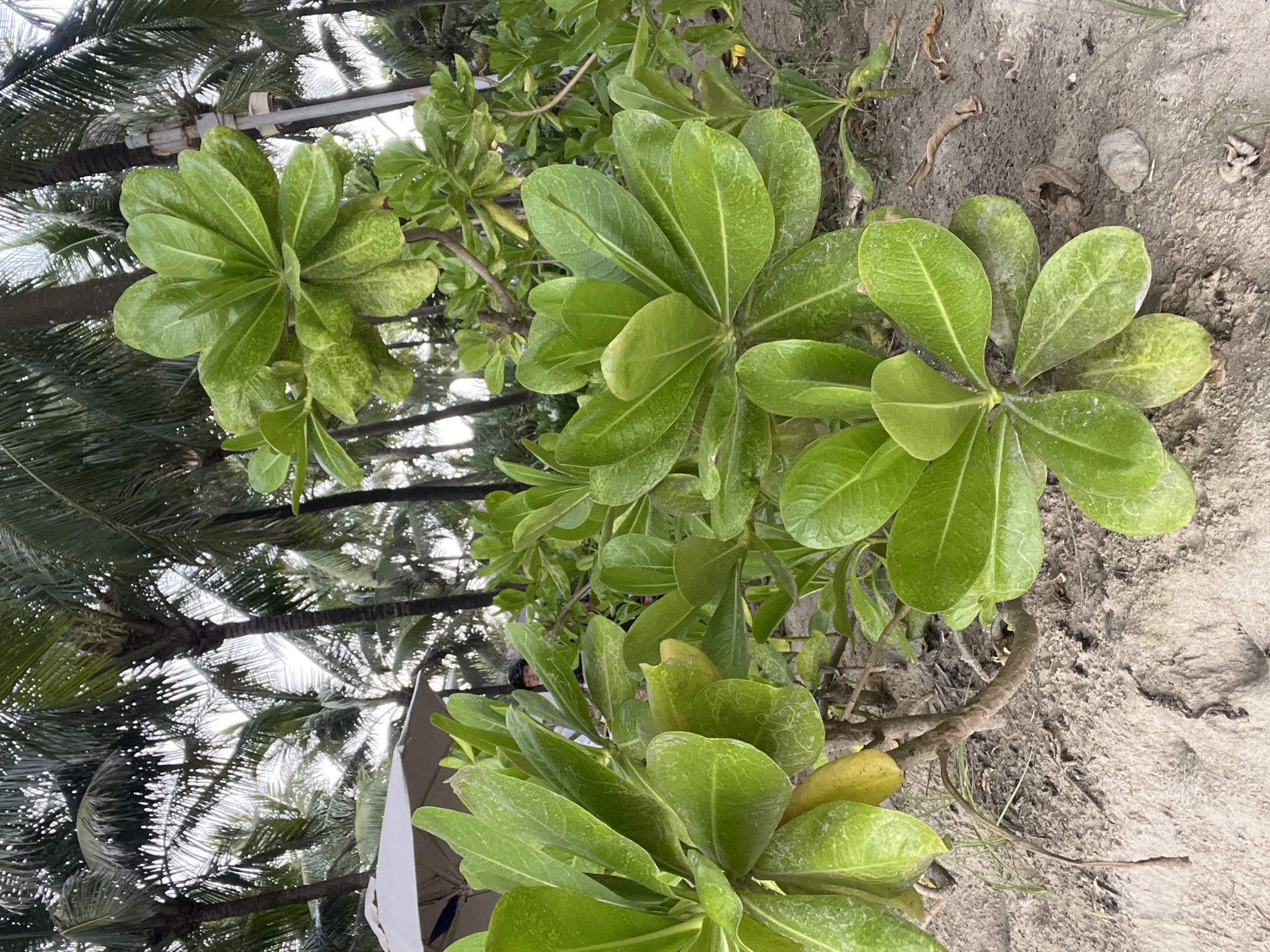 A close-up, eye-level shot captures a lush, green tropical plant with large, glossy leaves in the foreground. The plant is situated on sandy soil, with a hint of dried leaves and a small grey pebble visible. In the mid-ground, a large, white umbrella is partially visible, suggesting an outdoor seating area. Behind the foliage, the trunks of several palm trees create a dense background. A faint glimpse of a person wearing a dark shirt and a helmet can be seen peeking through the leaves. The lighting indicates an overcast day. The scene is likely located on a beach or near a resort in Da Nang, Vietnam, given the presence of palm trees and sandy terrain.
