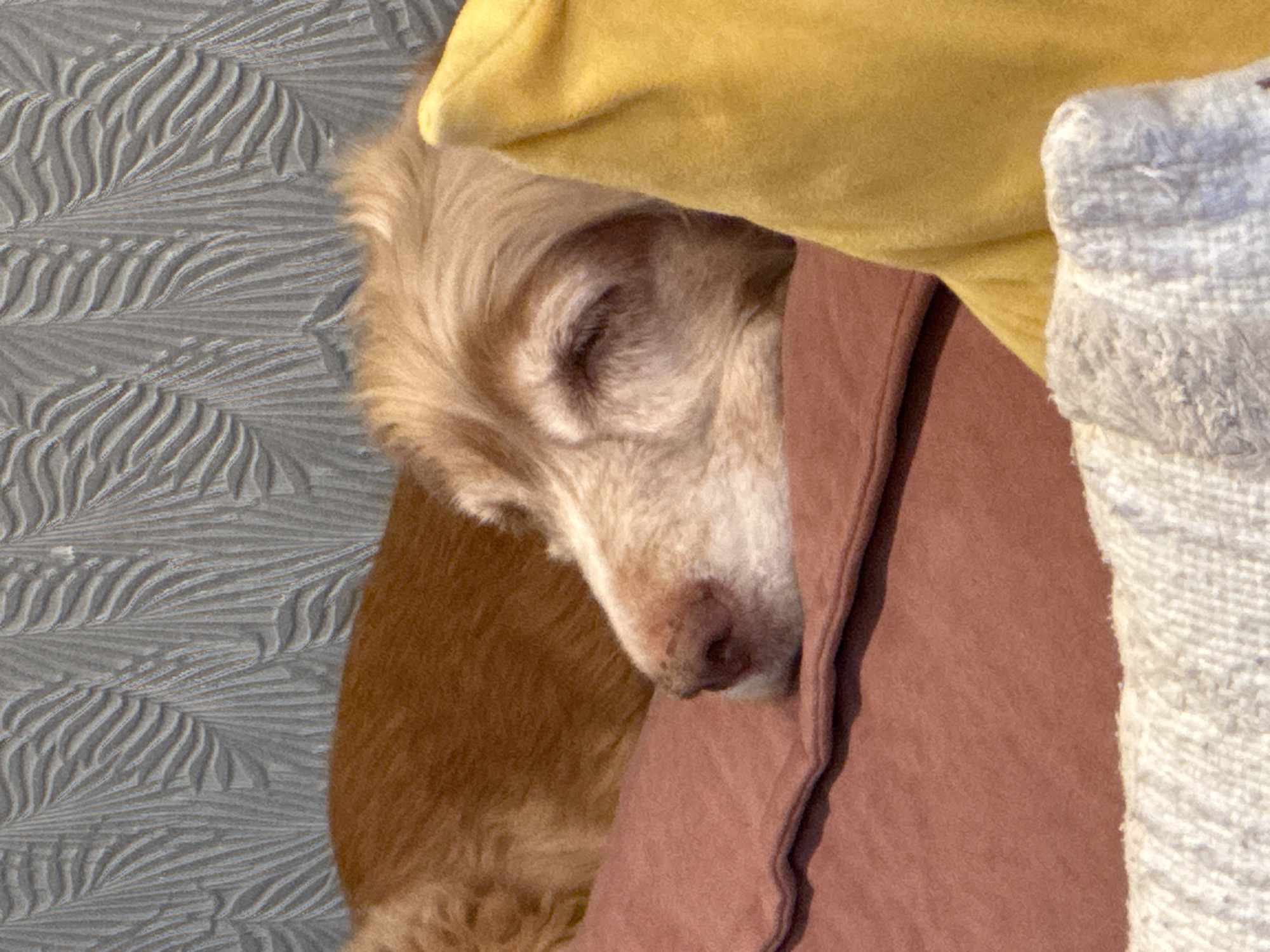 A close-up shows a light brown dog asleep, nestled between a yellow blanket, a reddish-brown garment, and a white woven item. The dog's head is visible, with closed eyes and a pinkish nose. A gray wall with a leaf-like pattern is visible in the background.
