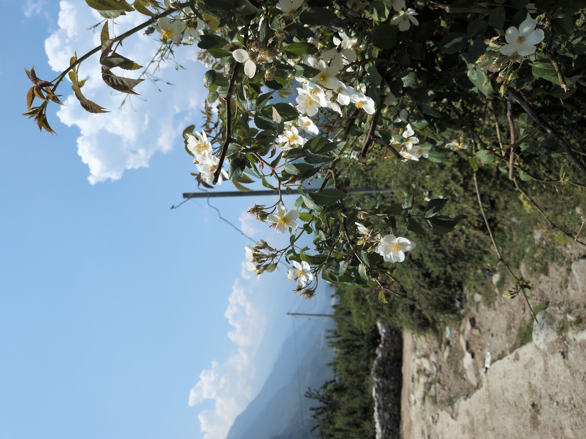 A cluster of white wildflowers with yellow centers is in the foreground, with a branch of green leaves and brown stems extending upwards and to the right. In the background, a hazy mountain range is visible under a bright blue sky with scattered white clouds. A dirt path with rocks and some debris runs diagonally from the lower left corner towards the center of the image, bordered by green bushes. A low stone wall is present on the left side of the path. Telephone poles and wires are visible in the mid-ground. The scene appears to be outdoors in a rural or mountainous region, possibly in Majhach, India. There are no people or animals visible.