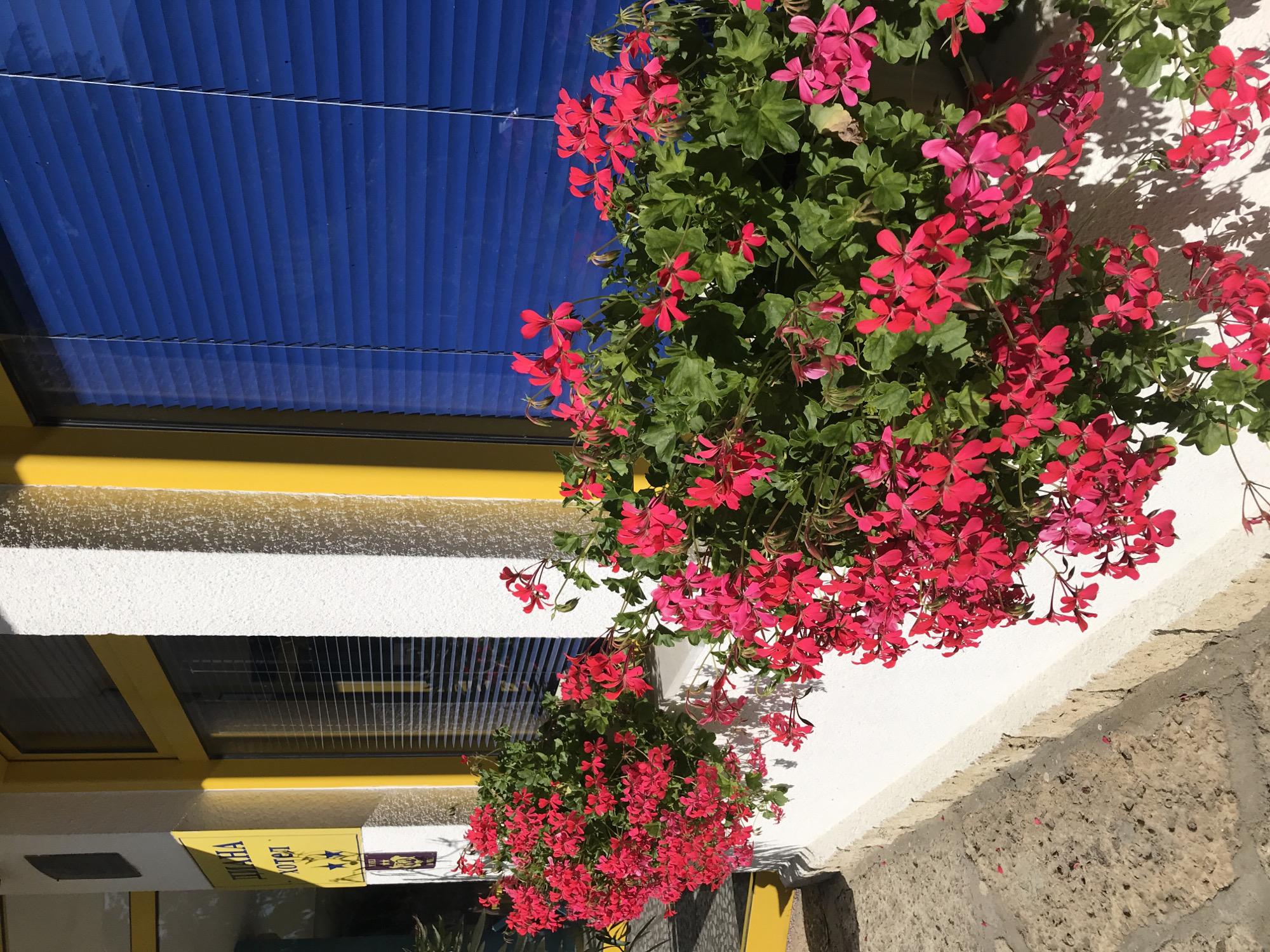 The image shows a close-up of a window box filled with bright pink geraniums against a white wall. The window above the flower box has blue blinds. To the left, there is a yellow sign with text in Cyrillic, which appears to be advertising a hotel. A yellow painted frame surrounds the window. The ground in front of the building is paved with rough stones. The scene suggests a sunny day. The location is implied to be in Varna, Bulgaria due to the Cyrillic writing on the sign.