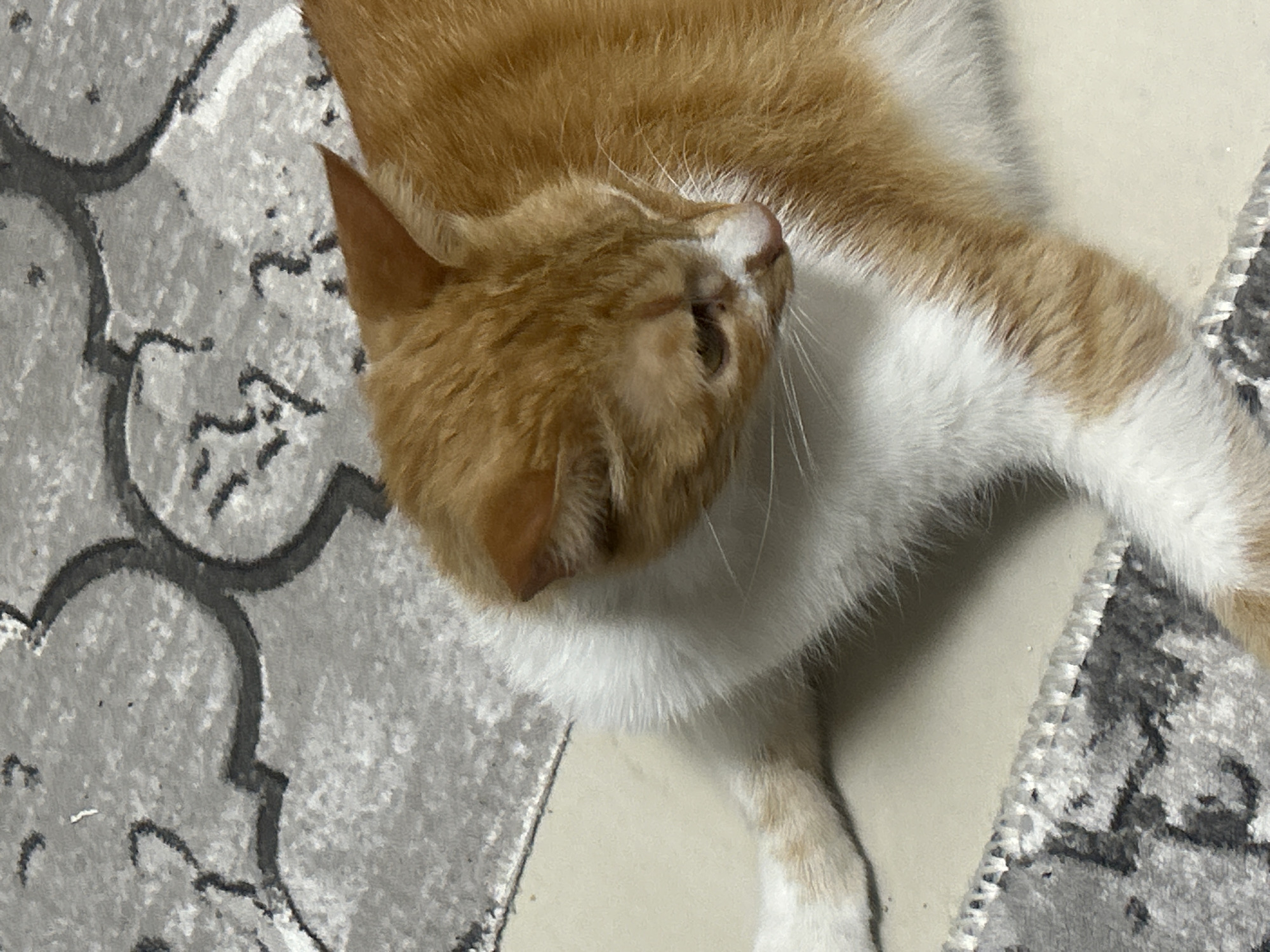 A close-up, high-angle shot depicts a ginger and white cat lying on a rug. The cat's head is angled to the left, showing its ear and part of its face. The rug has a grey and black patterned design. A light-colored, possibly tiled, surface is also visible. The location is presumed to be indoors, but specifics about the city of Burgas, Bulgaria are not discernible.