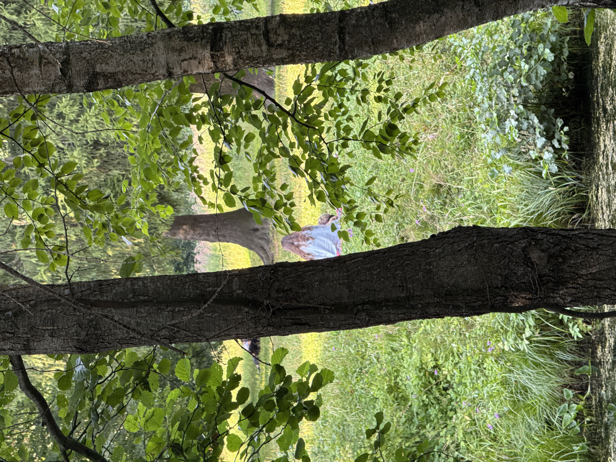 In Pargolovo, Russia, a young woman with long, light brown hair is sitting on a grassy field, wearing a light blue shirt and a pink bottom. She is partially obscured by tree trunks in the foreground. Another person appears to be lying down in the grass behind her, further into the field. The environment is a lush, green park with tall trees, dense foliage, and a body of water in the lower part of the frame. The lighting suggests it is daytime, with sunlight filtering through the leaves.