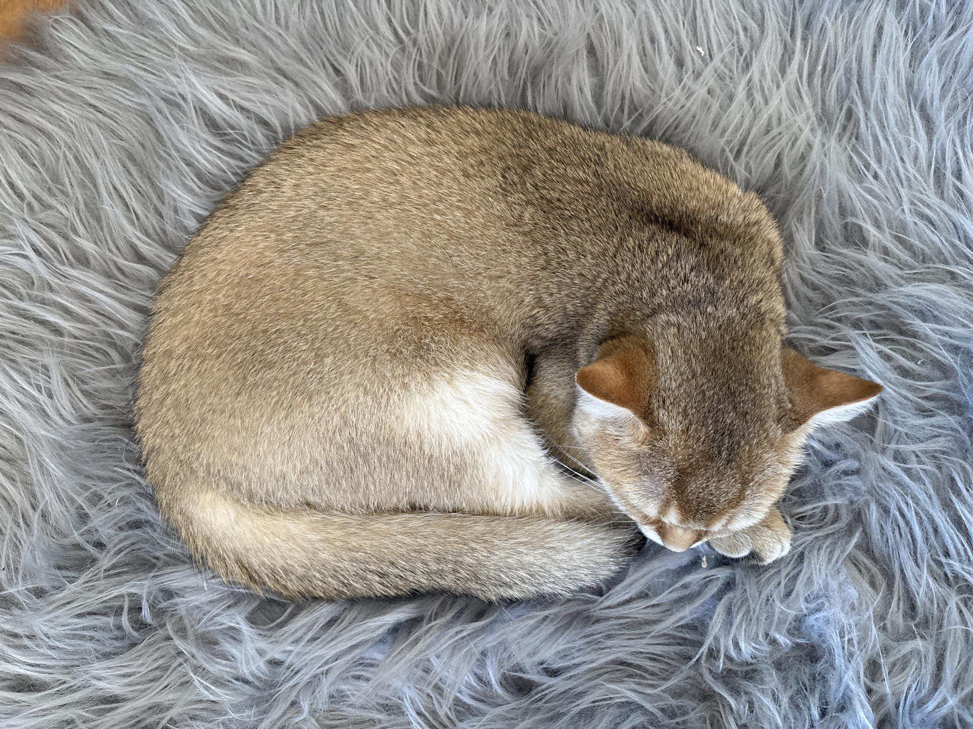 A British Shorthair cat is curled up sleeping on a gray, fluffy rug. The cat's fur is a mix of golden brown and cream colors. Its tail is wrapped around its body, and its head is tucked into its chest, with its ears visible. The rug's long, soft fibers create a textured background for the sleeping feline.