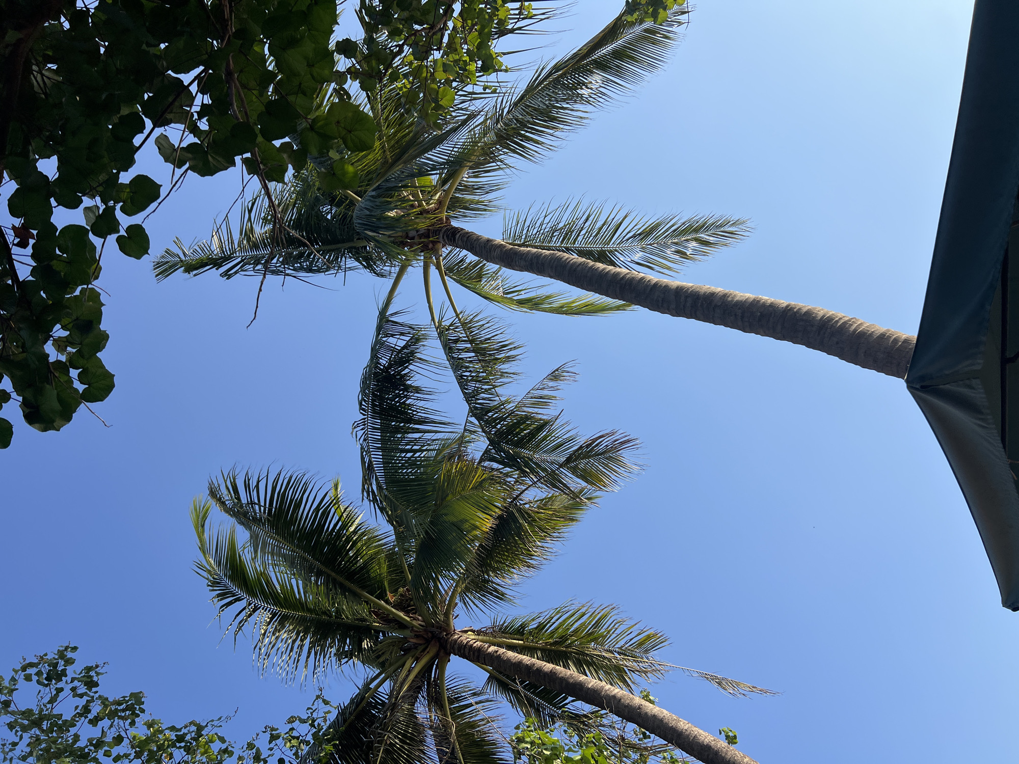 The image shows two tall palm trees against a clear blue sky. The fronds of the palm trees are lush and green, with some sunlight filtering through them. In the foreground, a portion of a dark green umbrella or canopy is visible. The perspective is from below, looking up at the trees. This scene is consistent with a location in Kuta, Indonesia, known for its tropical climate and beach resorts that often feature palm trees and outdoor seating areas with umbrellas.