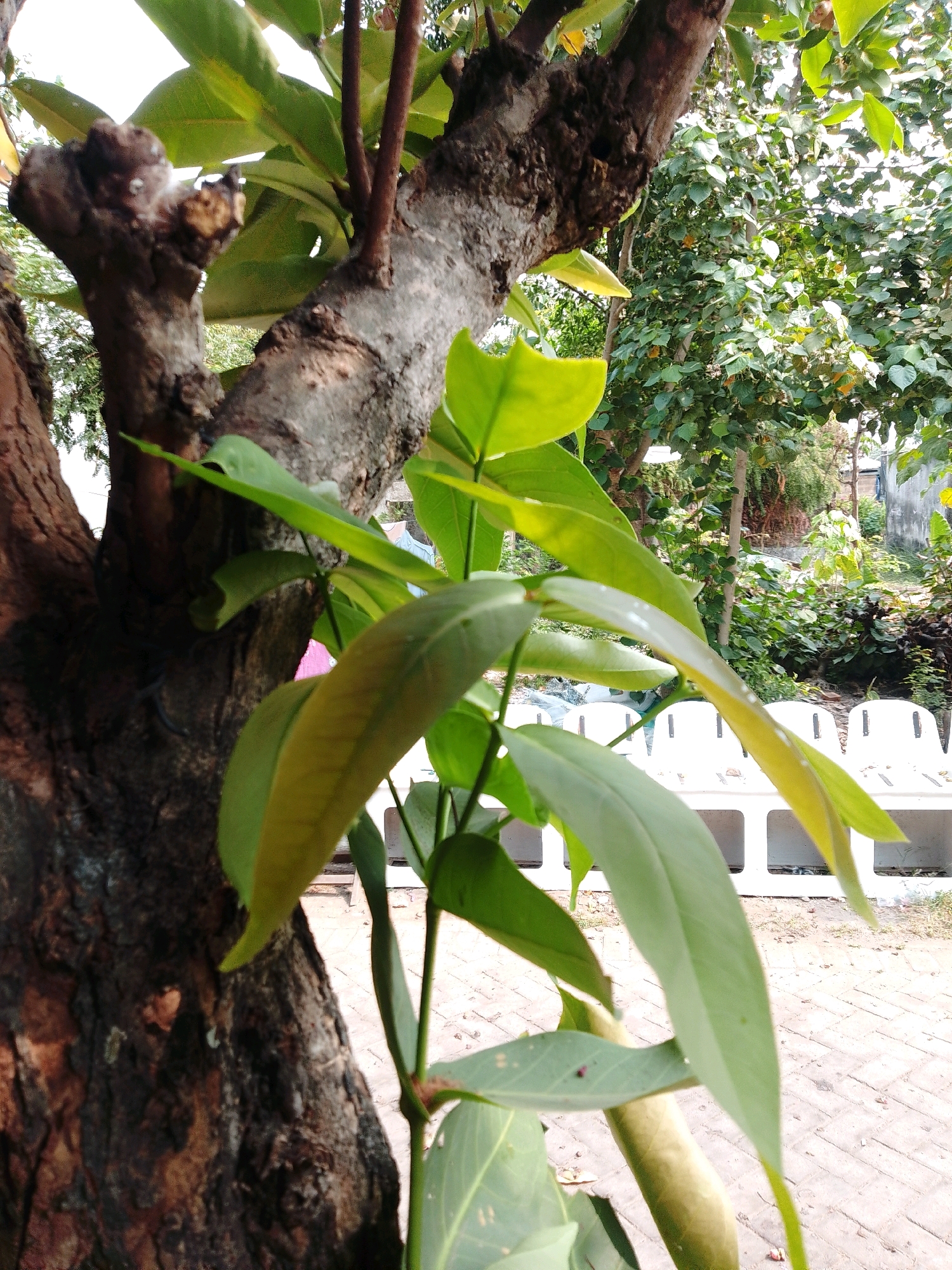 The image depicts a close-up view of a tree trunk with new green shoots and leaves emerging from it. The tree trunk is rough and textured, with dark brown bark. Several of the leaves are in focus, showing their elongated shape and vibrant green color, with some exhibiting hints of yellow. In the background, out-of-focus elements suggest an outdoor environment, including a paved area with what appear to be white benches, and lush green foliage from other trees and plants. The lighting indicates it is daytime. The location is stated to be Cikal, Indonesia. There are no people visible in the image.