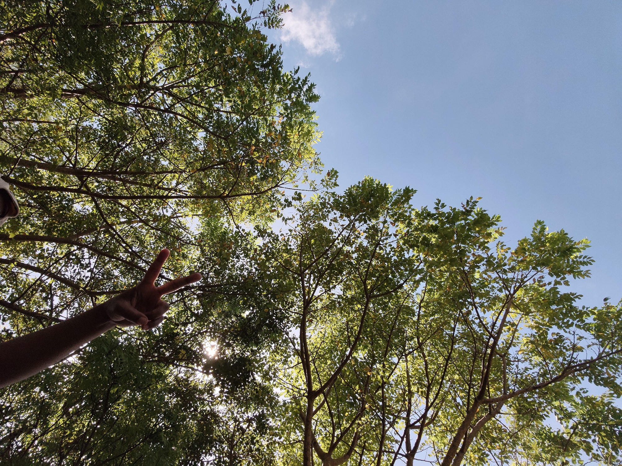 A low-angle shot of trees against a blue sky with a hand making a peace sign. The scene shows dense tree canopies partially obscuring the sky, with sunlight filtering through the leaves. The person's arm is outstretched and the hand is making a peace sign, positioned near the lower-left corner of the frame. The location is Pecatu, Indonesia, as the user has implied this is true.