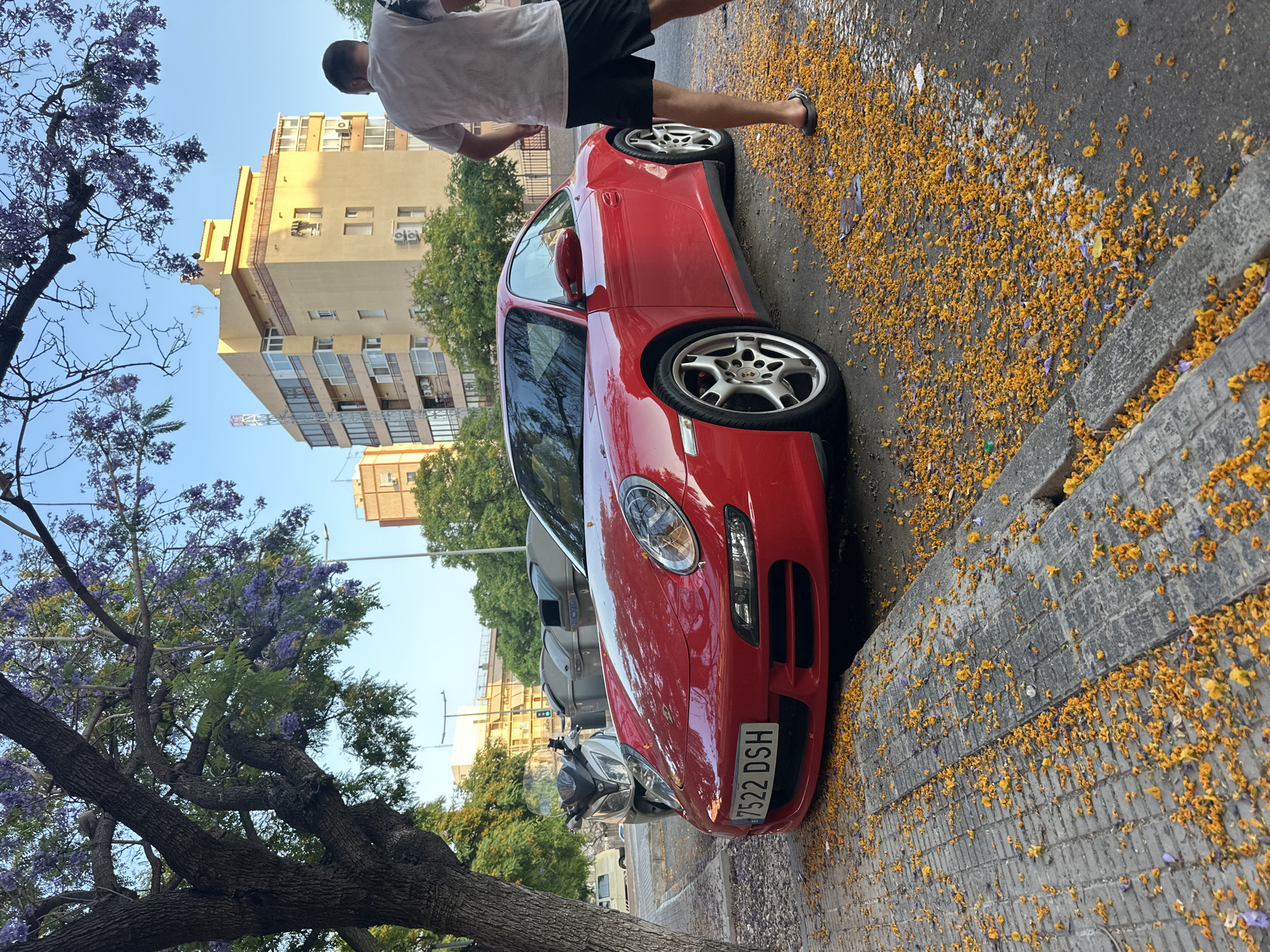 An upright, sunlit outdoor scene captures a red sports car parked on a paved street, next to a grey concrete sidewalk. A man stands near the rear of the car, seen from behind, wearing a white short-sleeved shirt and black shorts, with sandals on his feet.
The car, identifiable as a red Porsche 911 (likely 997 generation), faces towards the left of the frame. Its front license plate, "7522 DSH," is clearly visible. Behind the car, a white motorcycle or scooter is partially obscured.
The ground, encompassing both the asphalt street and the sidewalk, is densely covered with fallen flower petals, predominantly yellow with some purple accents. This creates a vibrant, natural carpet underfoot. A large tree with purple blossoms, characteristic of a Jacaranda tree, occupies the left side of the image, its branches and trunk prominent against a clear blue sky.
In the background, several multi-story buildings, appearing to be residential or commercial, are visible under the bright sky. One distinct building is light yellow or beige, featuring multiple windows and external air conditioning units. Other green trees are scattered further in the background.
The scene depicts a calm, daytime urban environment, likely under sunny weather, with the blooming trees and fallen petals suggesting a specific season, possibly spring or early summer. There is no explicit activity beyond the man standing near the parked car.
