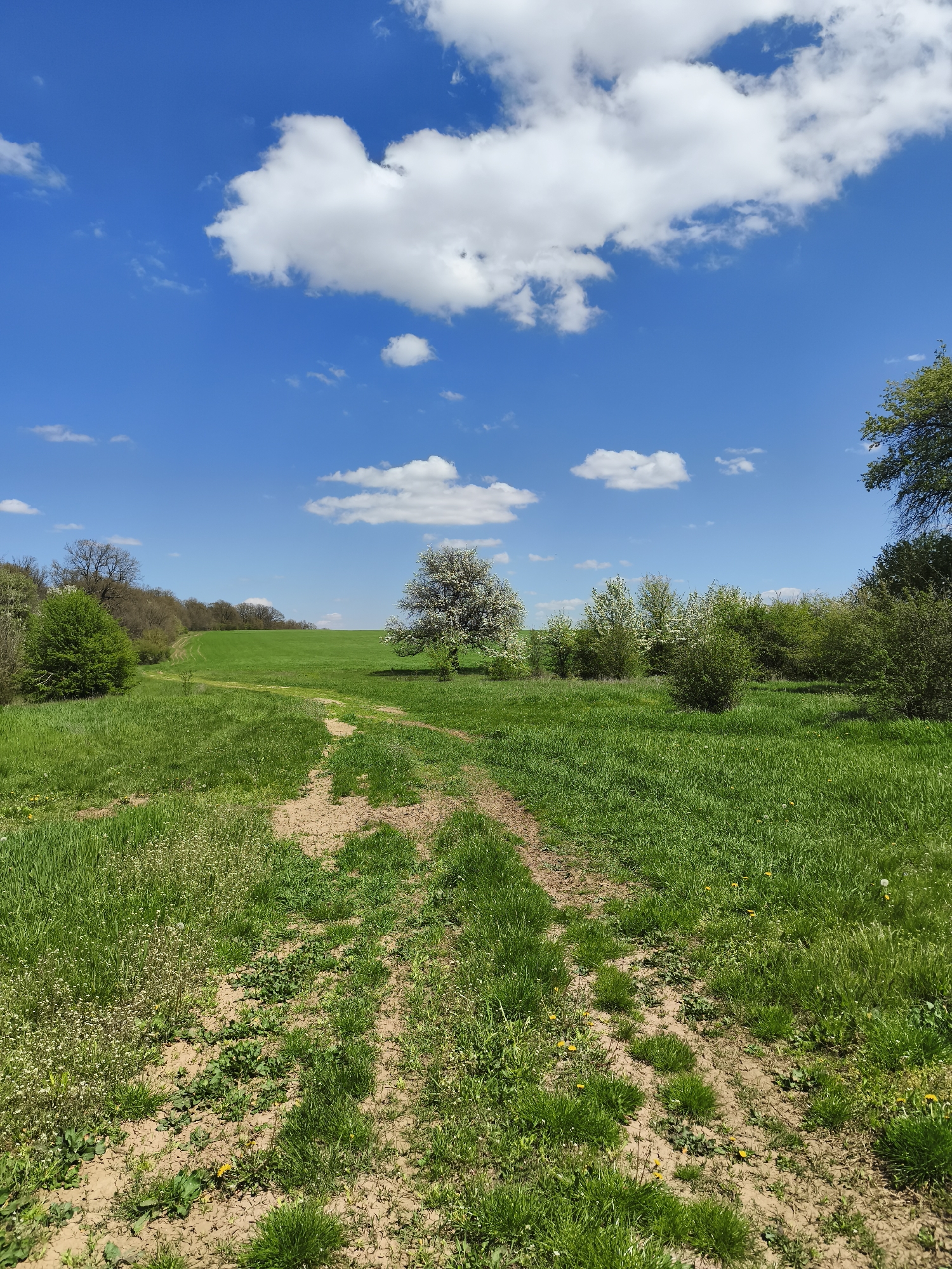 The image presents a sunny rural landscape, likely located near Omarchevo, Bulgaria, given the surrounding terrain. A dirt track with visible tire tracks bisects a field of green grass, leading towards a flowering tree in the center of the frame. The field is bordered by trees and shrubbery along its perimeter, suggesting a transitional zone between farmland and woodland. Above, a clear blue sky is punctuated by fluffy white cumulus clouds. No people are visible in the image.