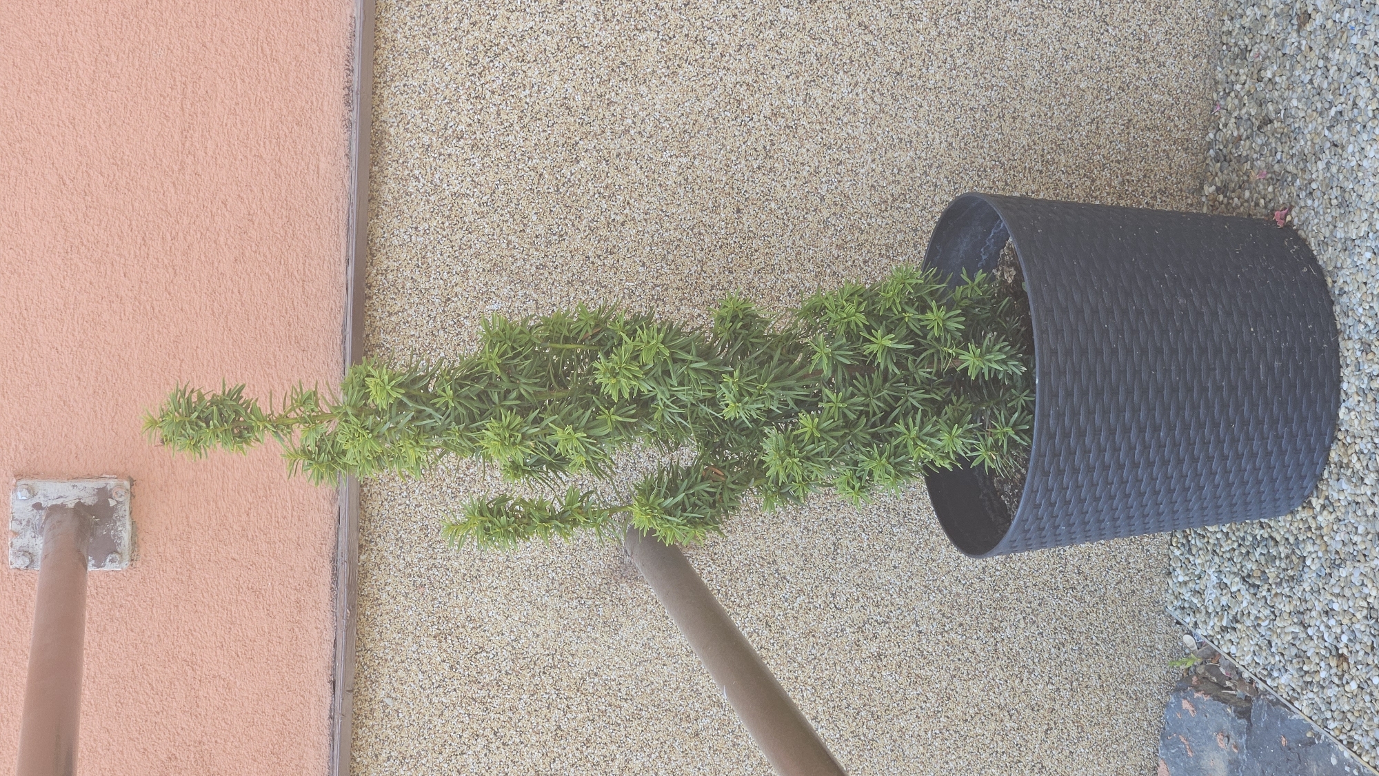 In Vyšné Nemecké, Slovakia, a tall, slender evergreen plant in a dark, woven planter sits on a bed of small, light-colored pebbles. The planter is positioned against a textured wall, which is divided into two sections: a lower portion with a speckled, beige finish and an upper portion painted a soft, peachy-orange. A rusty brown pipe, mounted with a square metal bracket secured by bolts, extends horizontally from the upper wall towards the left side of the frame, passing behind the plant. Another dark, cylindrical object, possibly a broom handle or pole, is angled in front of the plant, originating from the left and extending towards the center of the image. The overall scene appears to be an outdoor setting, likely a patio or garden area.