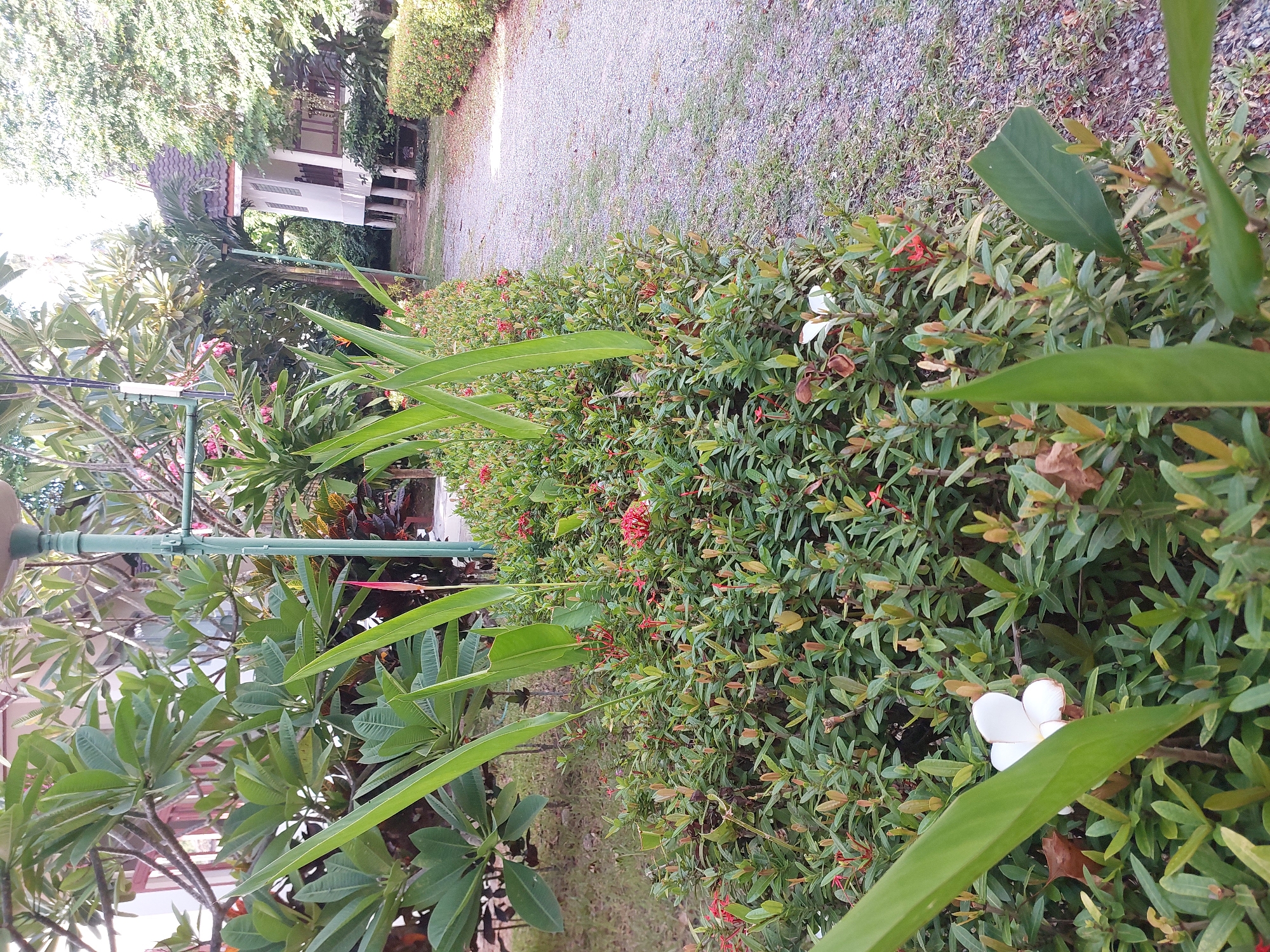 The image shows a garden path in Baan Mae Nam, Thailand. The path is lined with dense green bushes with small red flowers. A large plant with long, green leaves is prominent in the foreground. In the background, a white building with a dark roof is visible, supported by stilts, and surrounded by trees and foliage. A gravel path leads towards the building. The scene appears to be a serene outdoor setting, possibly a resort or a residential area.