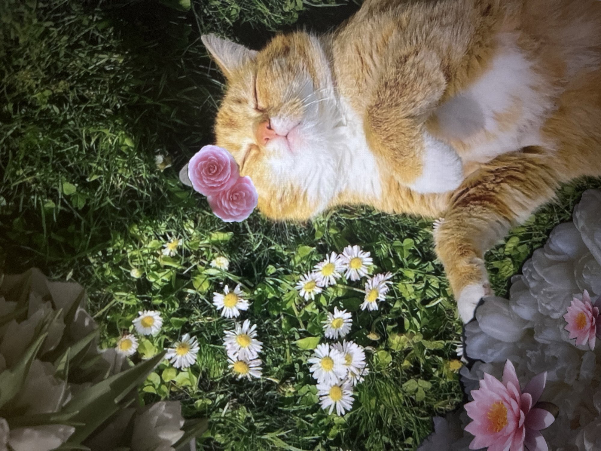 An orange and white cat is lying on its back in a patch of grass, with its eyes closed and a blissful expression. Two pink roses are perched on its head. The grass is dotted with small white daisies. In the lower left of the image, there are several large white flowers and two pink water lilies. The scene is brightly lit, suggesting it is daytime.