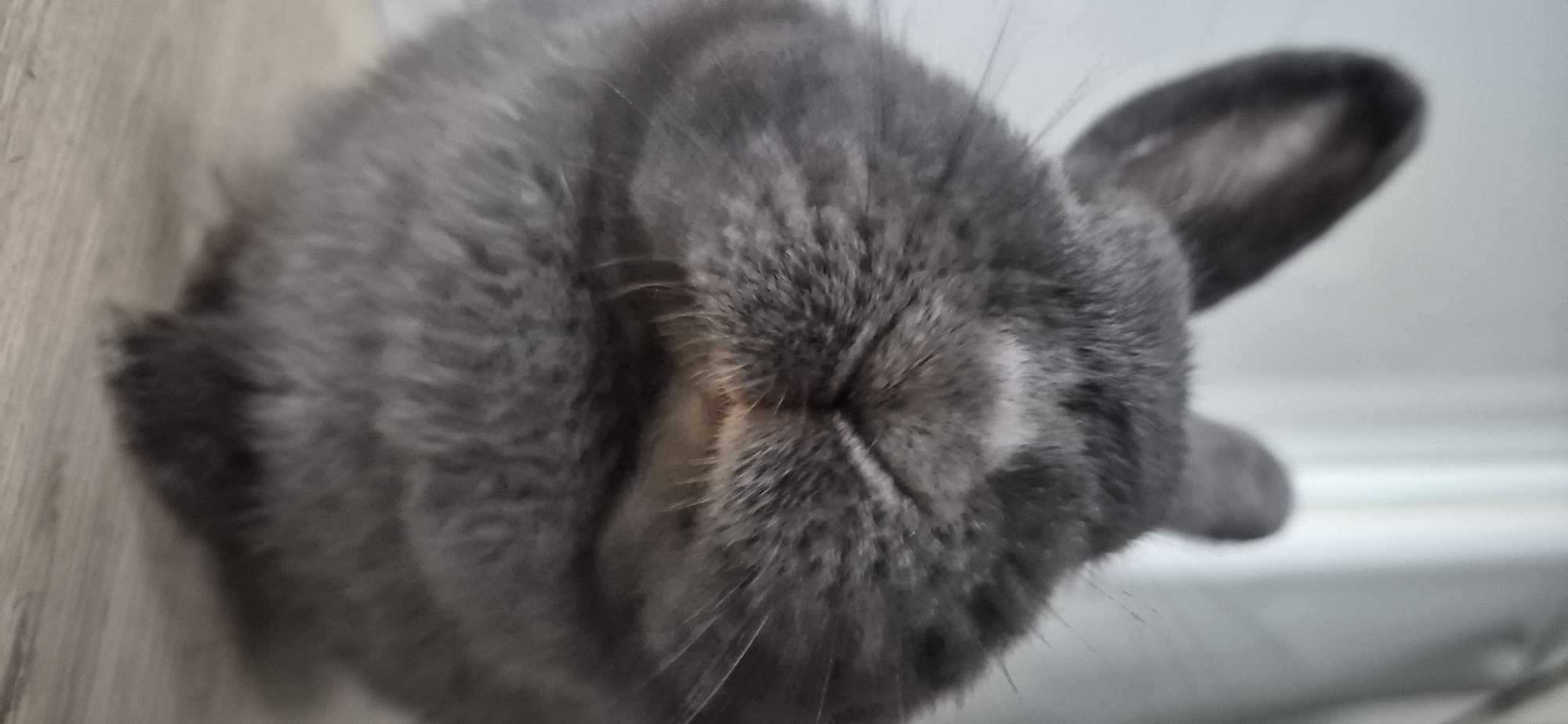 This is a close-up, low-angle, eye-level shot of a gray rabbit's face, positioned in the foreground. The rabbit's fur is soft and appears to be a solid gray color, with a lighter patch of fur on its nose. Its ears are large and upright, angled slightly to the left and right respectively. The rabbit's eyes are closed, giving it a relaxed or sleeping appearance. The whiskers are prominent and extend outward from its muzzle. The background is out of focus, showing a blurry, light-colored wall with vertical lines that suggest a window or blinds. The rabbit is sitting on a wooden surface, which is also slightly out of focus and appears to be light brown in color. There is no indication of Ussurijsk, Russia, in the image.
