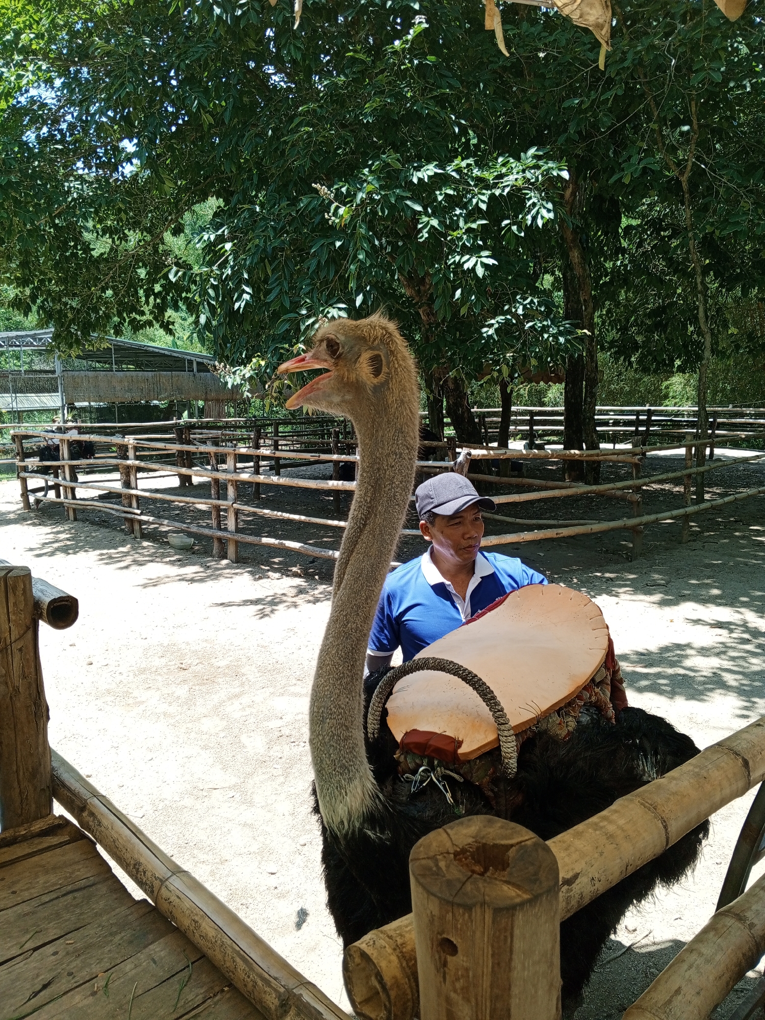In Khánh Vĩnh, Vietnam, a man in a blue shirt and a grey baseball cap stands next to an ostrich in an enclosure. The ostrich has a long, grey neck and is facing left with its mouth open. The man is holding onto the ostrich's back, which is fitted with a light brown saddle. The enclosure is made of wooden fences, and the ground is covered in sand. Trees and foliage surround the enclosure, with a shaded area under the trees. The scene suggests a tourist attraction or wildlife park.