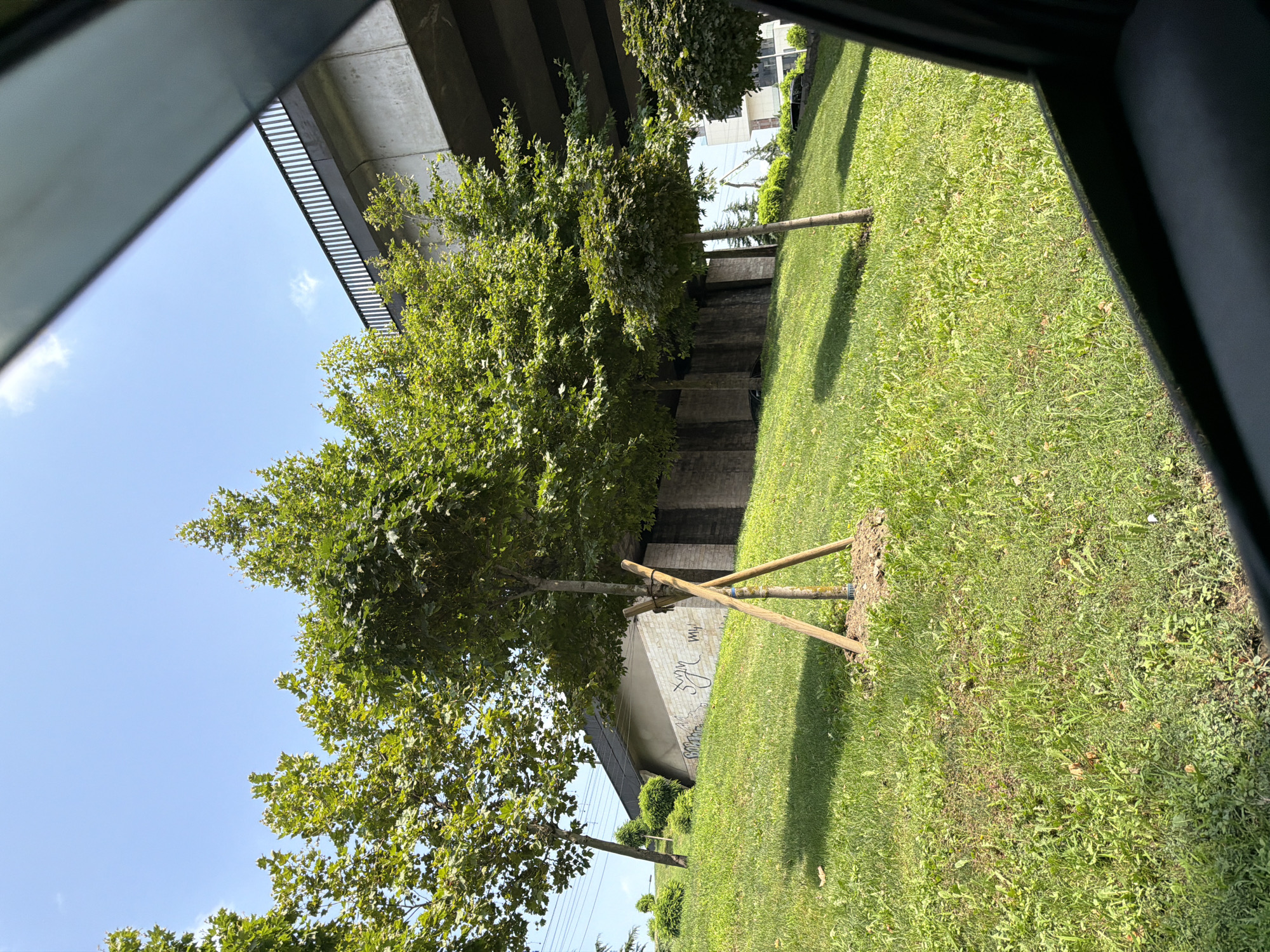 The image depicts a sunlit park area with a grassy slope and several young trees. A concrete overpass structure with a black railing runs across the upper right portion of the frame. A low, modern building with a dark roof and light-colored, graffiti-marked walls is visible on the slope behind the trees. The ground is covered in lush green grass, with some scattered leaves and weeds. The scene appears to be a public urban space, potentially a park or landscaped area adjacent to a road or walkway. The time of day is clearly daytime, given the bright sunlight and clear blue sky with a few wispy clouds. The foreground is partially obscured by what appears to be the interior of a vehicle, suggesting the photo was taken from a car window. There are no people visible in the image. The architectural style of the building and the presence of the overpass suggest a modern urban setting. This scene is located in Tbilisi, Georgia, near the Vake-Saburtalo highway overpass.