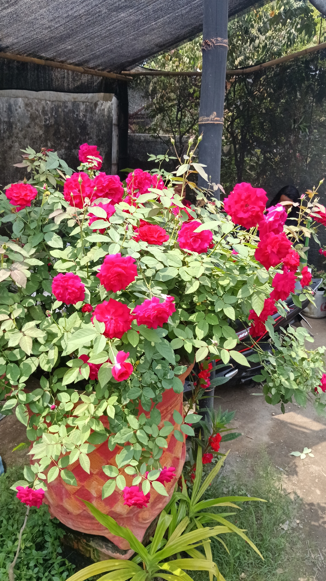 In Kandat, Indonesia, a vibrant rose bush with numerous deep pink blooms and lush green foliage is showcased in a large, decorative orange and red patterned pot. The pot is positioned outdoors, under a mesh covering supported by bamboo poles. To the right of the rose bush, a dark wooden pole stands vertically. In the background, a portion of a motorcycle is visible, partially obscured by the dense greenery of the rose bush. The ground is covered with dirt and sparse grass.
