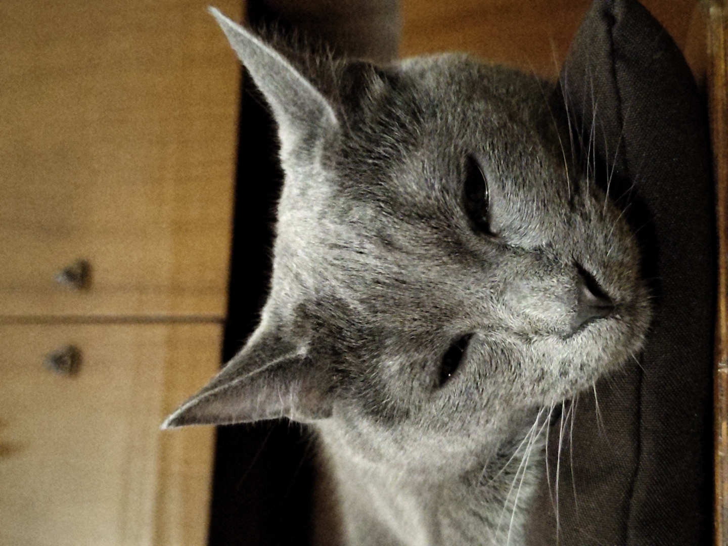 A gray cat is resting on a dark gray cushion. The cat's head is turned towards the viewer, with its eyes partially closed. Its ears are pointed upwards, and its whiskers are spread out. The background of the image consists of a wooden cabinet with two knobs. The lighting is dim, creating shadows on the cat's face and the surrounding environment.