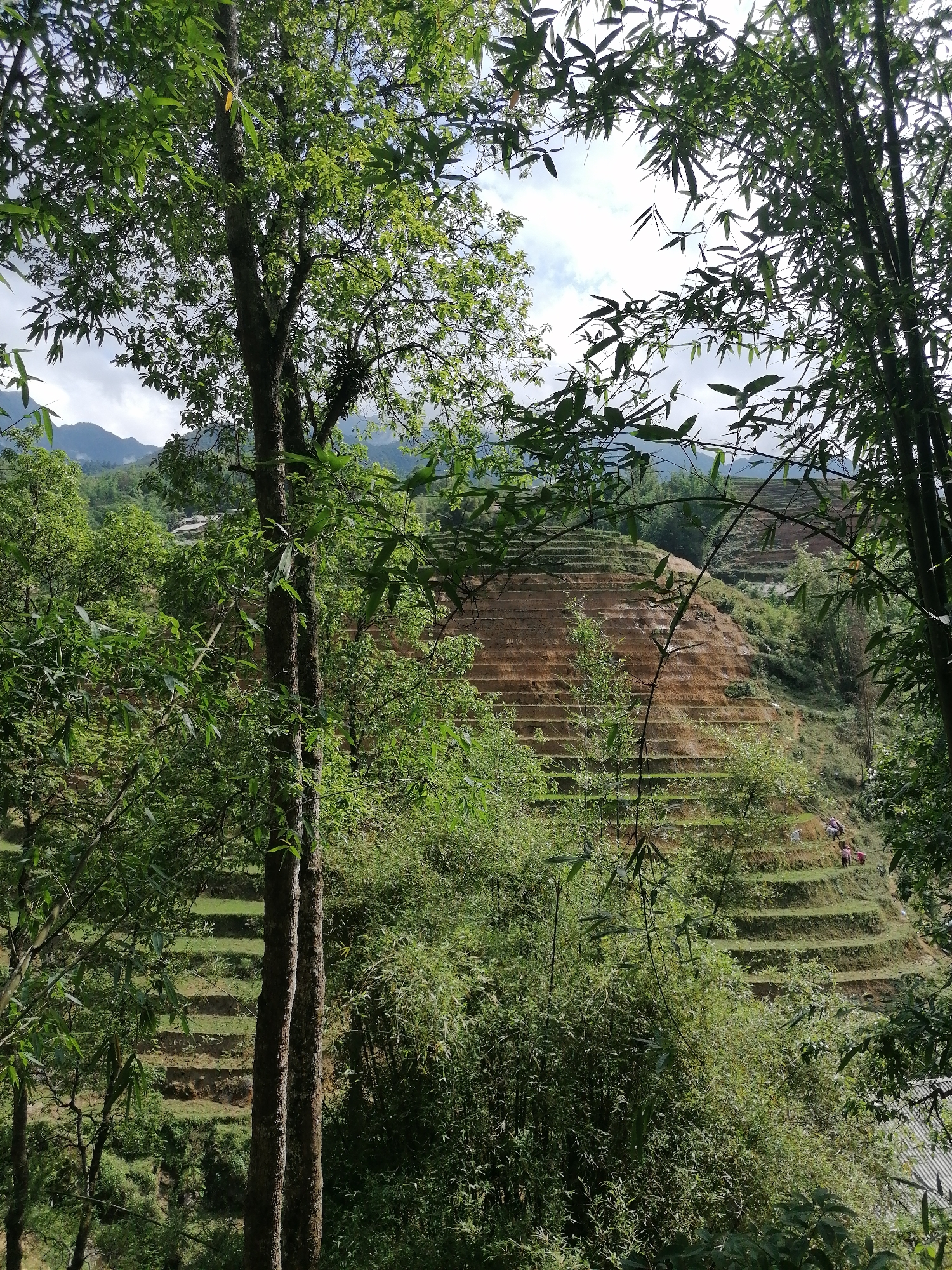 The image captures a terraced hillside in Ta Van, Vietnam. The terraces are cut into the hillside, some sections displaying bare earth, while others are covered in green vegetation. Several small figures, possibly people, are seen working on one of the lower terraces. The scene is framed by trees and bamboo stalks in the foreground, partially obscuring the view. In the background, mountains rise in the distance under a cloudy sky.