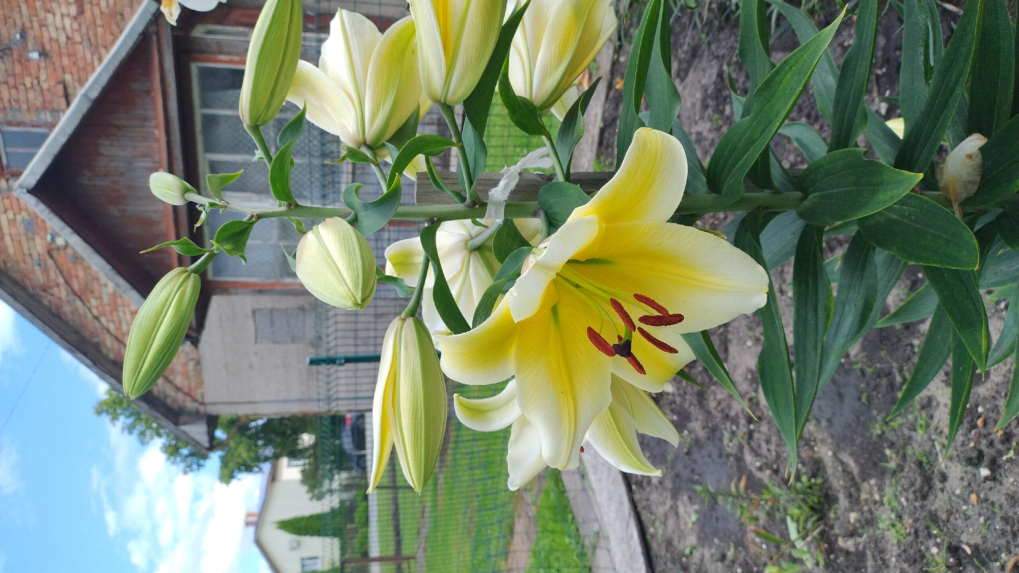 An outdoor, close-up, eye-level, vertical shot captures a stalk of pale yellow lilies in bloom and bud, set against a backdrop of a rural-looking yard in Jelgava, Latvia. The lilies are the primary subject, with one fully bloomed flower in the foreground displaying its yellow petals and dark red stamens. Several buds are visible further up the stalk, some partially open and others tightly closed. The plant has dark green, lanceolate leaves. The background features a weathered brick house with a dark brown roof and white-trimmed windows. A green metal fence runs along the edge of the property, separating the yard from a grassy area where a black car is parked. The sky is a pale blue with scattered white clouds. The overall impression is one of a bright, sunny day in a suburban or rural setting.