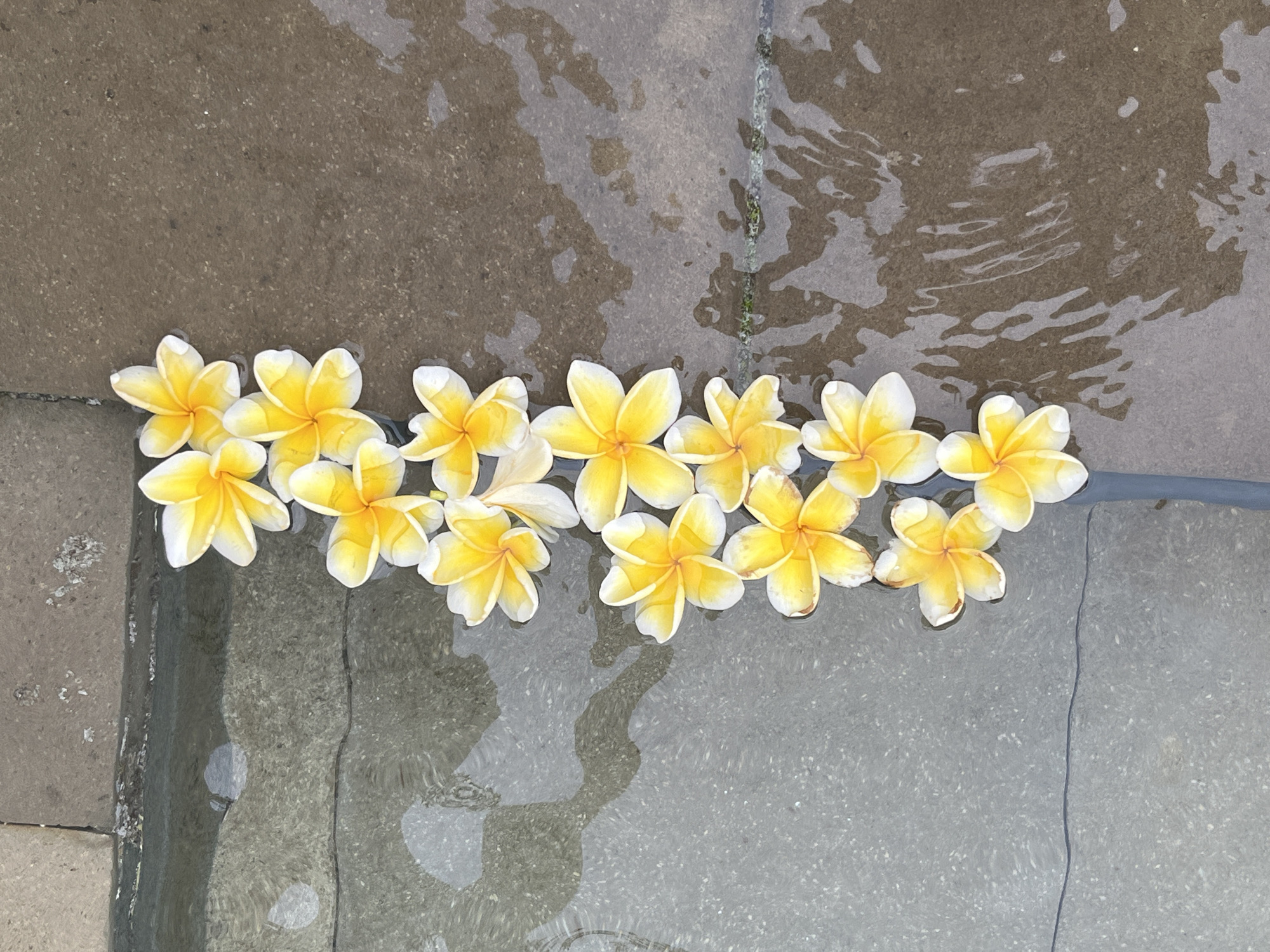 A vertical overhead shot shows a line of eleven yellow and white Plumeria flowers floating in shallow water. The flowers are arranged in a single column, with their petals spread open. The water is clear, and the bottom beneath it appears to be made of gray stone tiles. To the right of the water is a brown, textured surface, also appearing to be stone, with visible water stains. The scene is likely an outdoor setting in Kuta Selatan, Indonesia, possibly a water feature or a decorative arrangement.