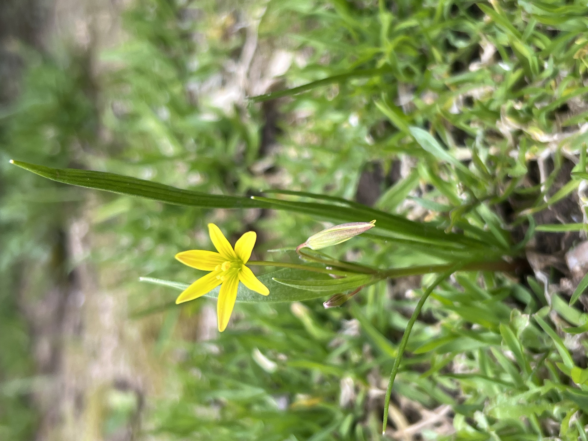 The image shows a yellow flower, possibly Gagea lutea (Yellow Star-of-Bethlehem), surrounded by green grass. The flower has six petals and is growing alongside long, narrow leaves. There is also a closed bud nearby. The location is likely a grassy area, and it is implied in the prompt that this is in the city of Chaikovsky, Russia.