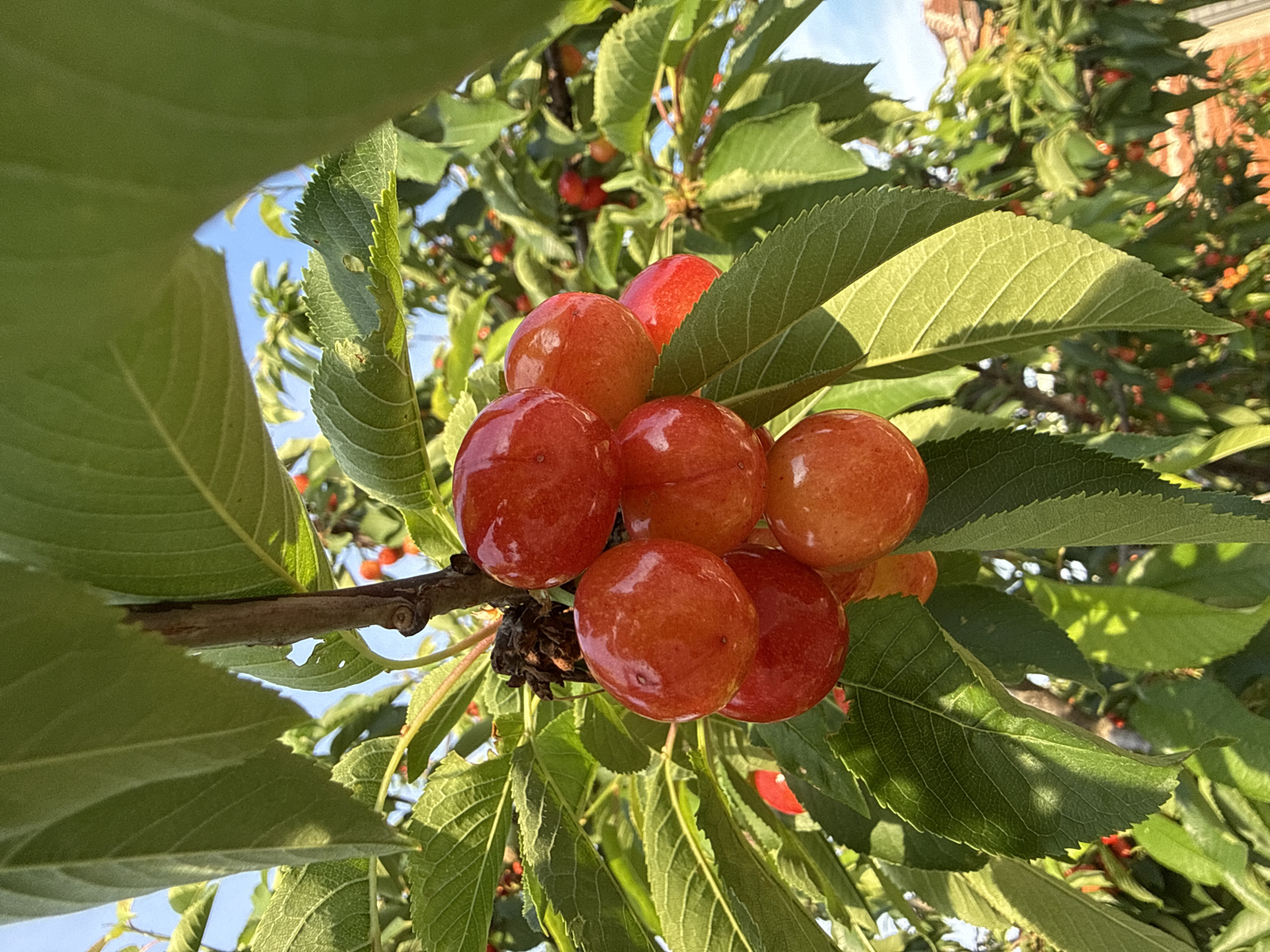 The image captures a vibrant close-up of a cluster of cherries ripening on a tree branch in Belozem, Bulgaria. Approximately ten cherries are prominently featured in the center, displaying a spectrum of colors from bright reddish-orange to more subdued orange-yellow with a red blush, indicating different stages of maturation. Their surfaces are glossy and reflective under the bright sunlight.
The cherries are nestled among lush, green cherry leaves. Large, out-of-focus leaves occupy the left foreground, framing the central subject, while other leaves in the mid-ground and background are sharply defined, showcasing their detailed venation and serrated edges. Sunlight filters through the canopy, creating strong highlights and shadows on the foliage.
In the background, more green leaves and branches of the cherry tree are visible, dotted with smaller, out-of-focus red and orange fruits. A clear blue sky is visible through gaps in the leaves, particularly on the upper left. A faint outline of a reddish-brown brick building or structure can be discerned in the upper right background. The bright and clear illumination suggests it is daytime, likely a sunny morning or late afternoon. No text is visible in the image. The scene evokes a feeling of natural abundance and the freshness of ripening fruit.