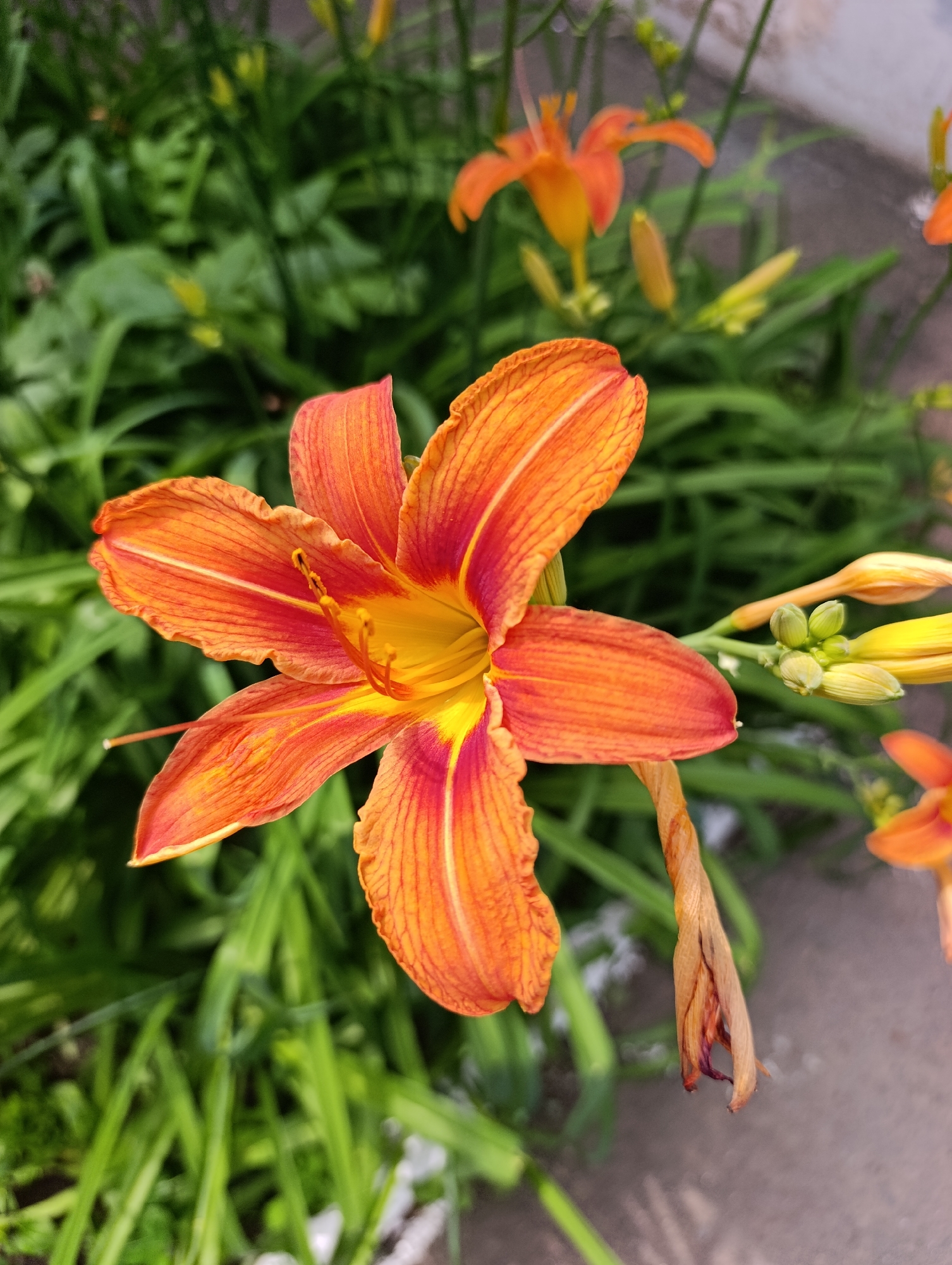 The image shows a close-up of an orange lily flower. The flower has six petals, with vibrant orange and red hues and yellow in the center. The petals are slightly curled and show delicate veining. The stamens and pistil are visible in the center of the flower. In the background, out-of-focus green foliage and other orange lilies and buds can be seen. The ground appears to be a concrete or asphalt surface. There is no indication of the location being in Orenburg, Russia, or any other specific city. There are no people or animals present in the image.
