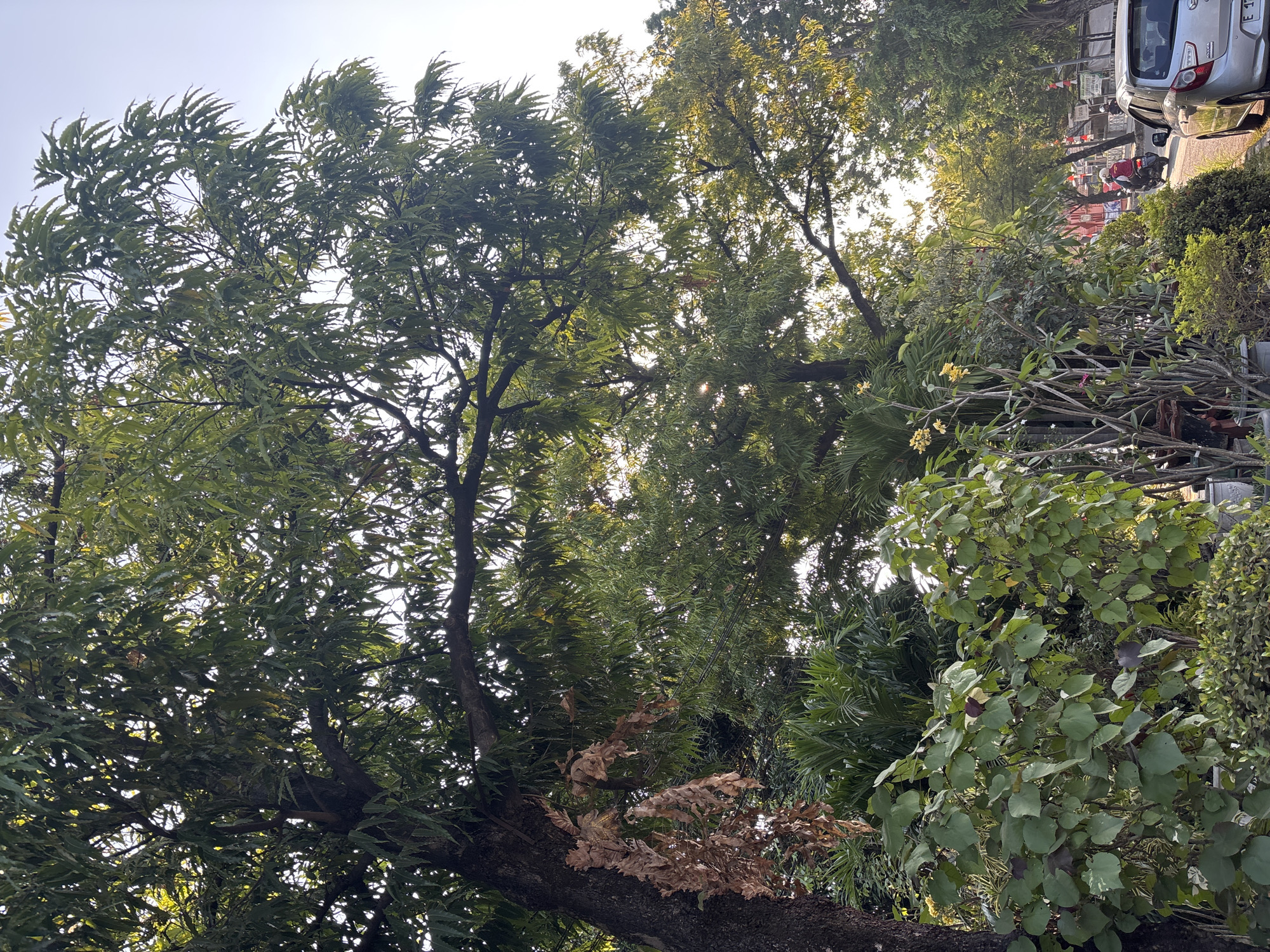 The image captures a street scene in Cirebon, Indonesia, bathed in the warm glow of sunlight filtering through lush green foliage. Dominating the foreground is a large tree with a dark, textured trunk and an expansive canopy of dense, green leaves. To the left of the tree, a branch with dry, brown leaves stands out, contrasting with the surrounding vibrancy.
In front of the large tree, a variety of smaller plants and bushes create a layered effect. There's a bush with large, heart-shaped green leaves, some tinged with purple, and a plant with delicate yellow flowers on tall, thin stems. Further down, a low-lying hedge of smaller green plants completes the verdant foreground.
Beyond the foliage, a street is visible. A silver car is parked on the right side of the road. A motorcycle with two riders, one wearing a red vest, is traveling away from the camera. In the background, more trees line the street, and some buildings and street signs are partially visible. The sky above is a clear, light blue, indicating a bright, sunny day. The overall impression is one of a peaceful, green urban environment.