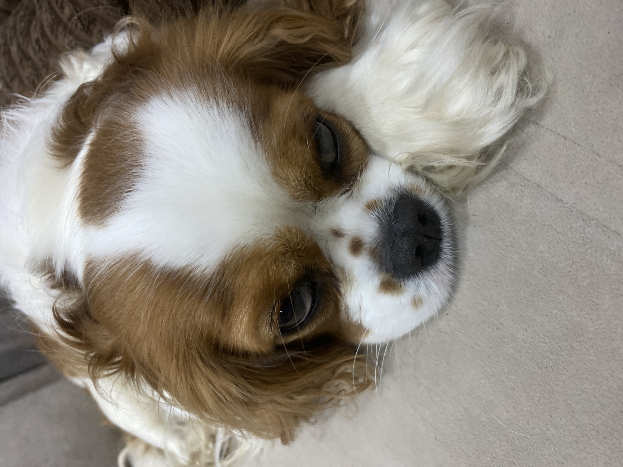 A close-up, eye-level shot shows a Cavalier King Charles Spaniel dog resting its head on a textured, light-colored surface, likely a couch or cushion. The dog has prominent brown and white markings on its face and head. Its eyes are partially closed, and its expression appears sleepy or sad. The dog's nose is black, and its snout is speckled with brown spots. The fur is soft and appears well-groomed. The background is blurred, but suggests a dimly lit indoor environment with hints of brown and gray textures.