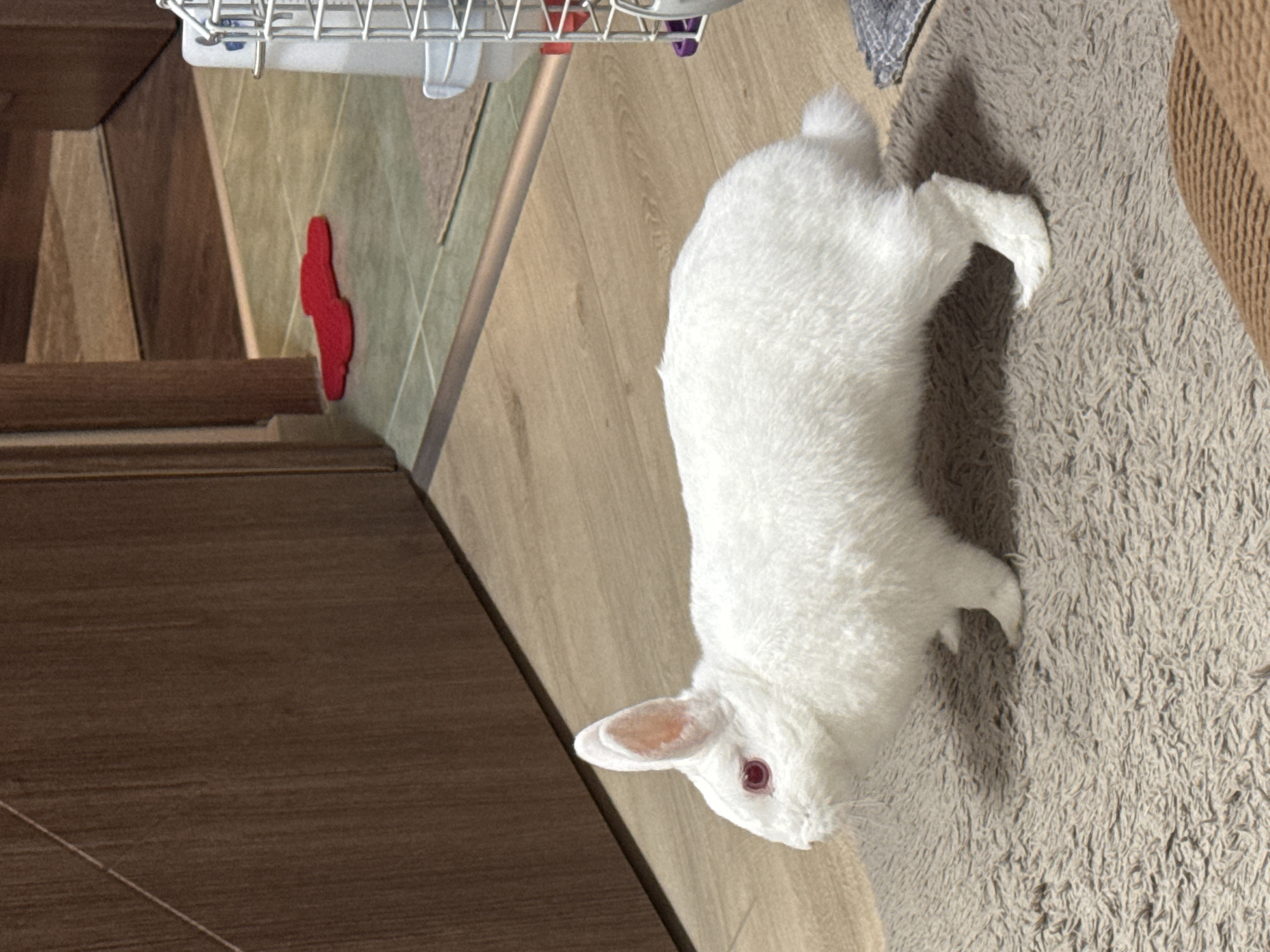 A white rabbit with red eyes stands on a fluffy, beige rug in what appears to be an indoor setting. The rabbit is facing left, its body angled slightly towards the viewer. Behind the rabbit, a wooden door stands ajar, revealing a tiled floor with a red, bone-shaped object on it. To the right of the rabbit, a white metal cage with a water bottle is visible. The floorboards in the foreground are light brown wood. The overall impression is a domestic scene, likely a home or a pet-friendly establishment. There is no information to suggest a location in Burgas, Bulgaria.