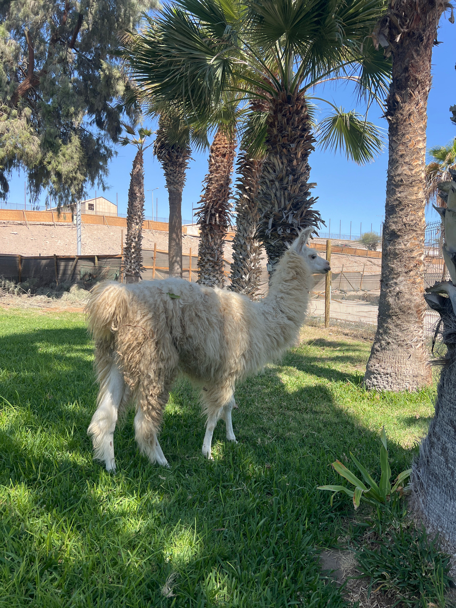 A light-colored llama stands on a green lawn in an enclosure, facing to the right and looking away from the camera. The llama has long, shaggy fur and is standing among palm trees. In the background, there is a dirt wall with fencing and buildings. The sky is clear and blue. The scene appears to be in a zoo or wildlife park, possibly in Arica, Chile, given the presence of palm trees and arid landscape elements common to the region.