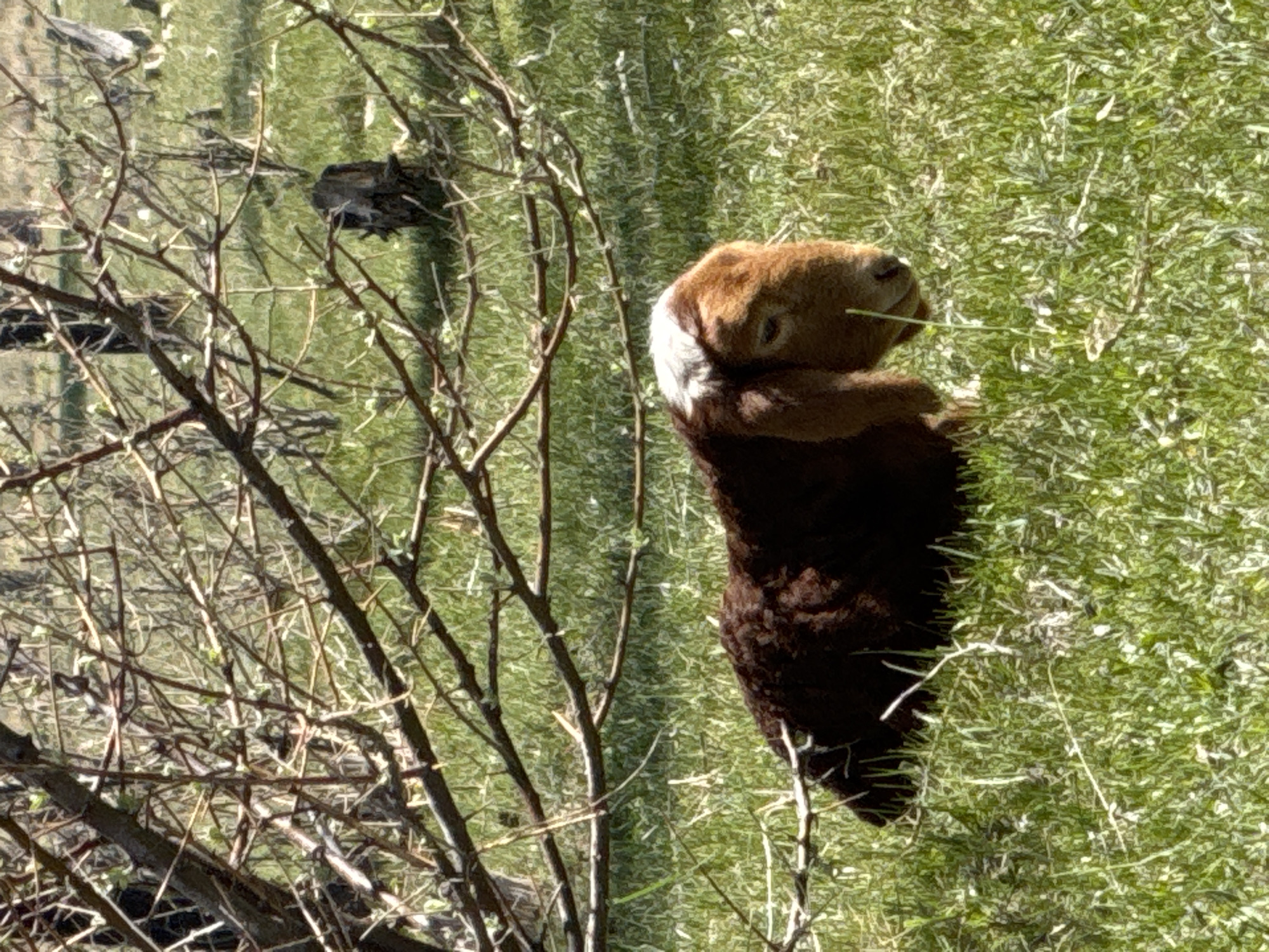 The image is a vertically oriented photograph depicting a goat in a natural outdoor setting, brightly lit by sunlight. The main subject, a goat, is positioned in the lower-right section of the frame. It appears to be lying on its left side, with its head facing towards the right edge of the image. The goat has a dark brown body, a lighter brown head and neck, and a distinct white patch on its rump. A thin blade of green grass is visible in its mouth, indicating it is feeding.
The ground and background are covered primarily with green grass, which appears vertically oriented within the frame due to the image's rotation. On the left side, a dense network of bare, dark brown branches from a tree or bush extends vertically, partially obscuring the grass and parts of the goat. Small, light green buds can be seen on these branches, suggesting the time of year is early spring. The scene is well-lit, indicating a sunny day. No other animals, people, or discernible man-made objects are present. The overall impression is a peaceful rural scene, set in Balykchy, Kyrgyzstan.