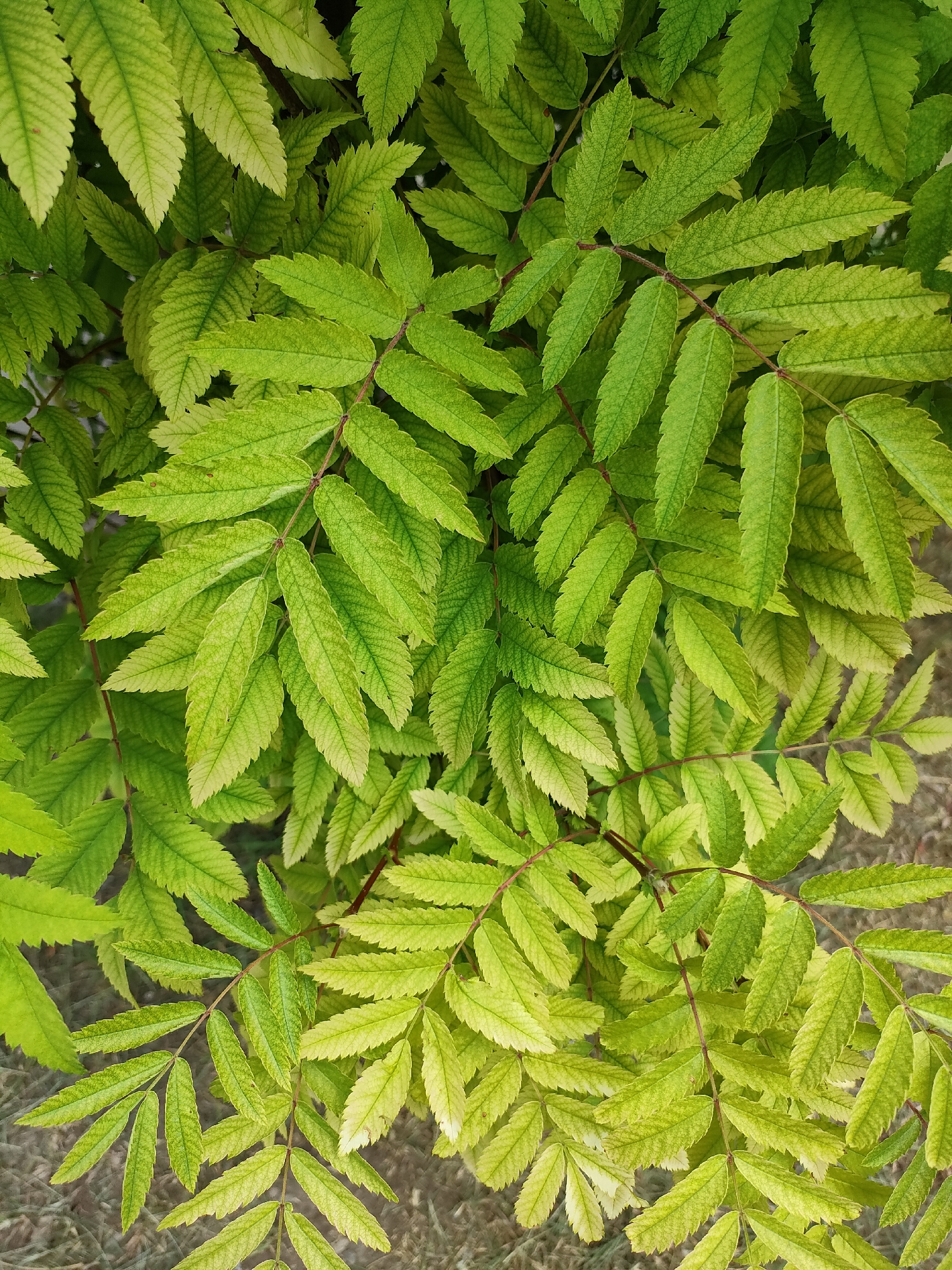 The image is a close-up, top-down view of compound leaves, likely from a tree or shrub. The leaves are elongated and serrated along the edges, with a prominent central vein and visible smaller veins branching out. The coloration ranges from a vibrant green to a lighter, almost yellowish-green, suggesting varying degrees of maturity or light exposure. Some leaves exhibit a slightly faded or chlorotic appearance. The leaves are densely packed, overlapping each other and creating a textured surface. The background is out of focus, revealing a dull, earthy tone with hints of what appears to be dry grass or soil, possibly with some gravel. There is no discernible activity or event taking place; the image is a still life of foliage. The lighting appears to be natural daylight, possibly overcast or diffused, as there are no harsh shadows. The overall impression is one of natural greenery, with a focus on the intricate details of the leaf structure and coloration. No text is visible in the image.