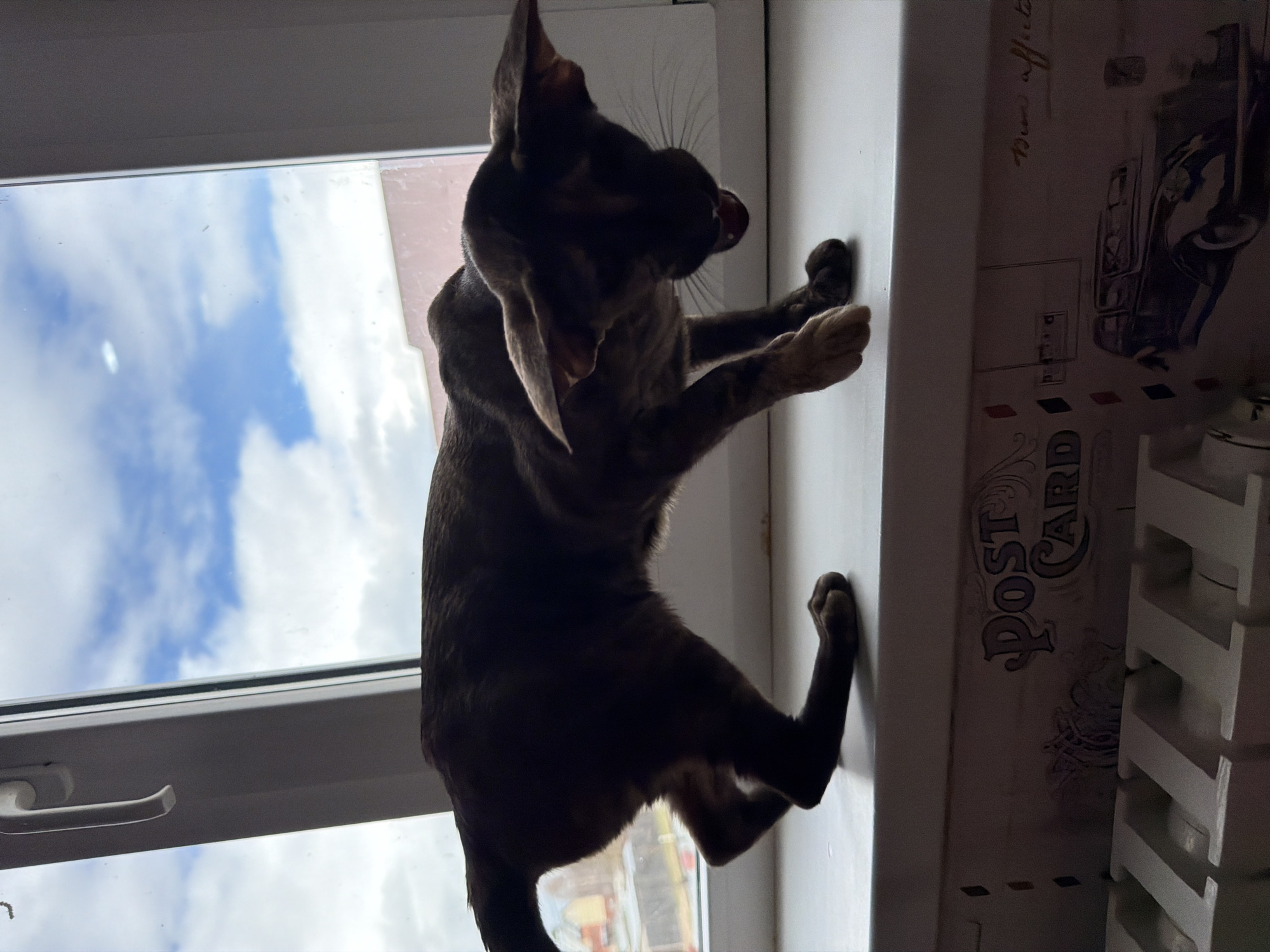 The image, rotated to a vertical orientation, captures a slender, dark-furred cat in an active pose on a windowsill. The cat, largely silhouetted against the bright light from outdoors, has its front paws pressed against a white vertical surface, possibly a wall or window frame, while its back paws rest on the white windowsill. Its head is turned upwards and slightly away from the camera, with its mouth open, revealing prominent whiskers, suggesting a stretch, yawn, or vocalization.
Through the window, a bright daytime sky with blue patches and white clouds is visible. The window itself has a white frame, and a white handle is visible on the lower left. To the right of the cat on the windowsill, there is a decorative object or box. This item features vintage-style graphics, including a classic car or truck, and the distinct text "POST CARD". Above this, faint cursive text resembling "Mmm affect" is also visible. Below this decorative item, a portion of a white, slatted structure, likely a radiator cover or shelves, can be seen. The scene depicts a domestic setting in Chaikovsky, Russia, with the cat seemingly engaged in playful or curious behavior on the windowsill.