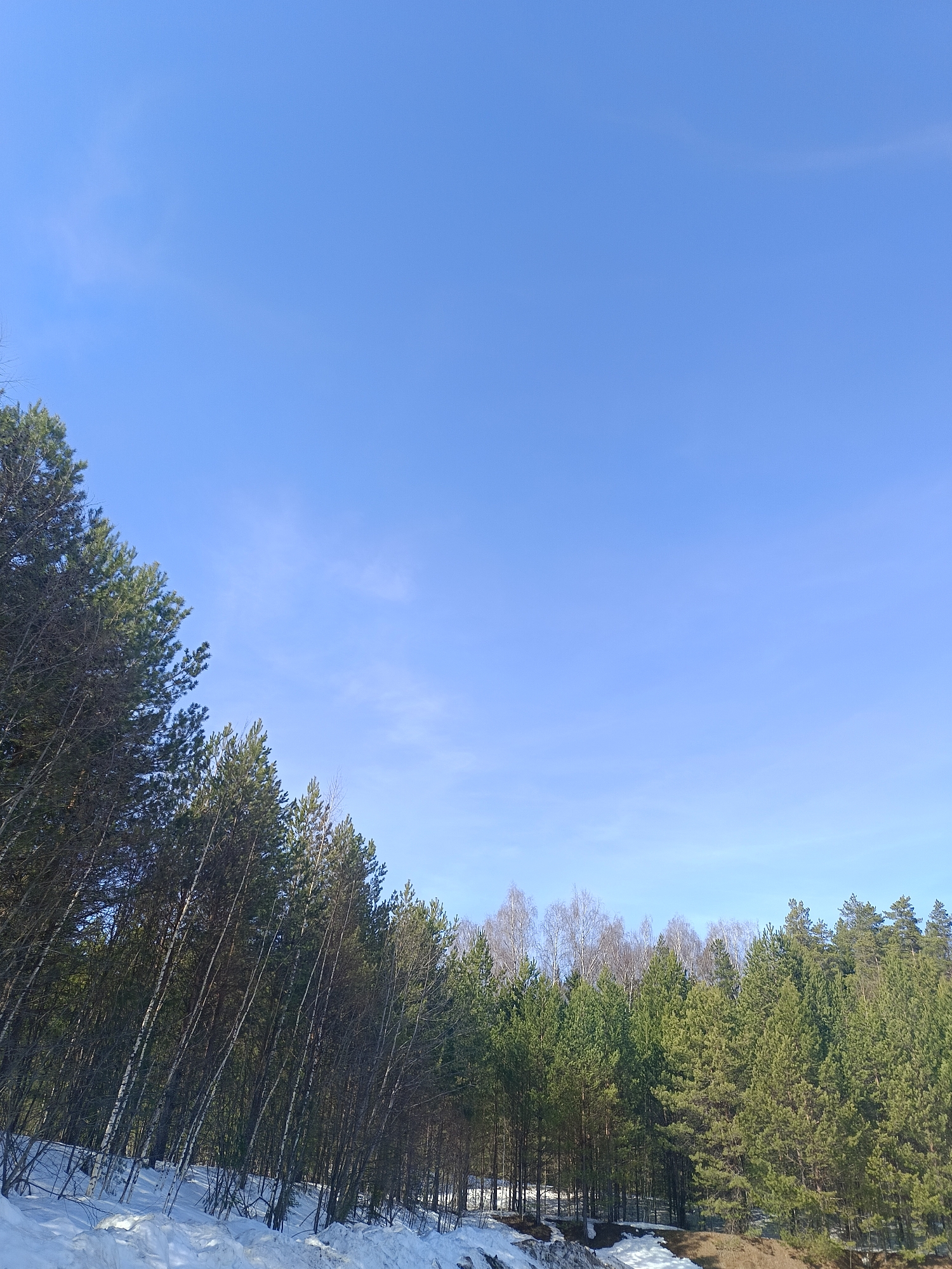 The image shows a forest scene in Chaikovsky, Russia, during winter or early spring. The lower part of the image features snow-covered ground. A mix of coniferous trees, some with green needles and some with brown, are present. There are also a few deciduous trees without leaves visible in the background. The sky is blue with some wispy clouds.