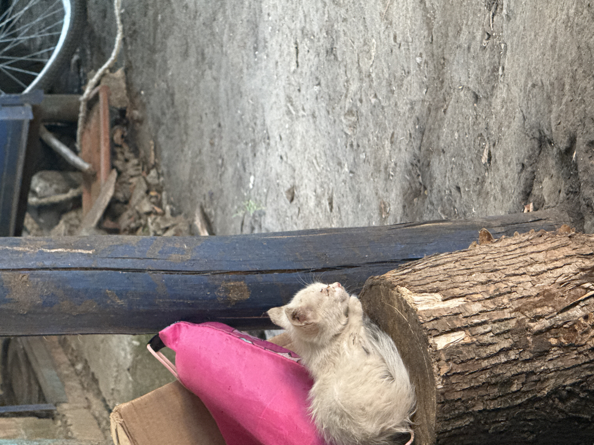 A light-colored, fluffy kitten lies curled up on a wooden log in what appears to be an outdoor, possibly rural or semi-urban environment. The kitten is light tan and appears somewhat dirty. Behind the kitten, a bright pink cushion is visible, leaning against a rough-hewn, dark blue wooden post. The ground is composed of rough, grey dirt and small stones. In the background, the blurred image of a bicycle wheel and parts of a structure are discernible. The overall scene suggests a humble, unkempt setting, potentially in a yard or alleyway in the village of Matroskiy, Russia.