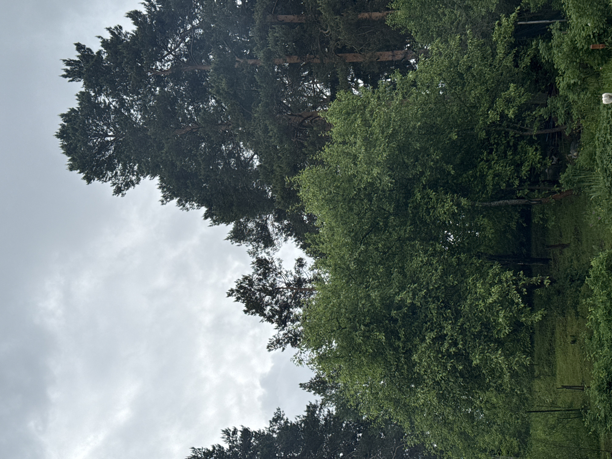 The image shows a cloudy sky partially obscured by trees. Two large trees dominate the view, one coniferous with visible needles and the other deciduous with broad leaves. The scene is outdoors in a forested area. The presence of lush green foliage suggests it is likely taken during the warmer months, possibly summer. There is no visible information to directly confirm the location as Chaikovsky, Russia, or any identifiable people, subjects, objects, actions, or interactions.