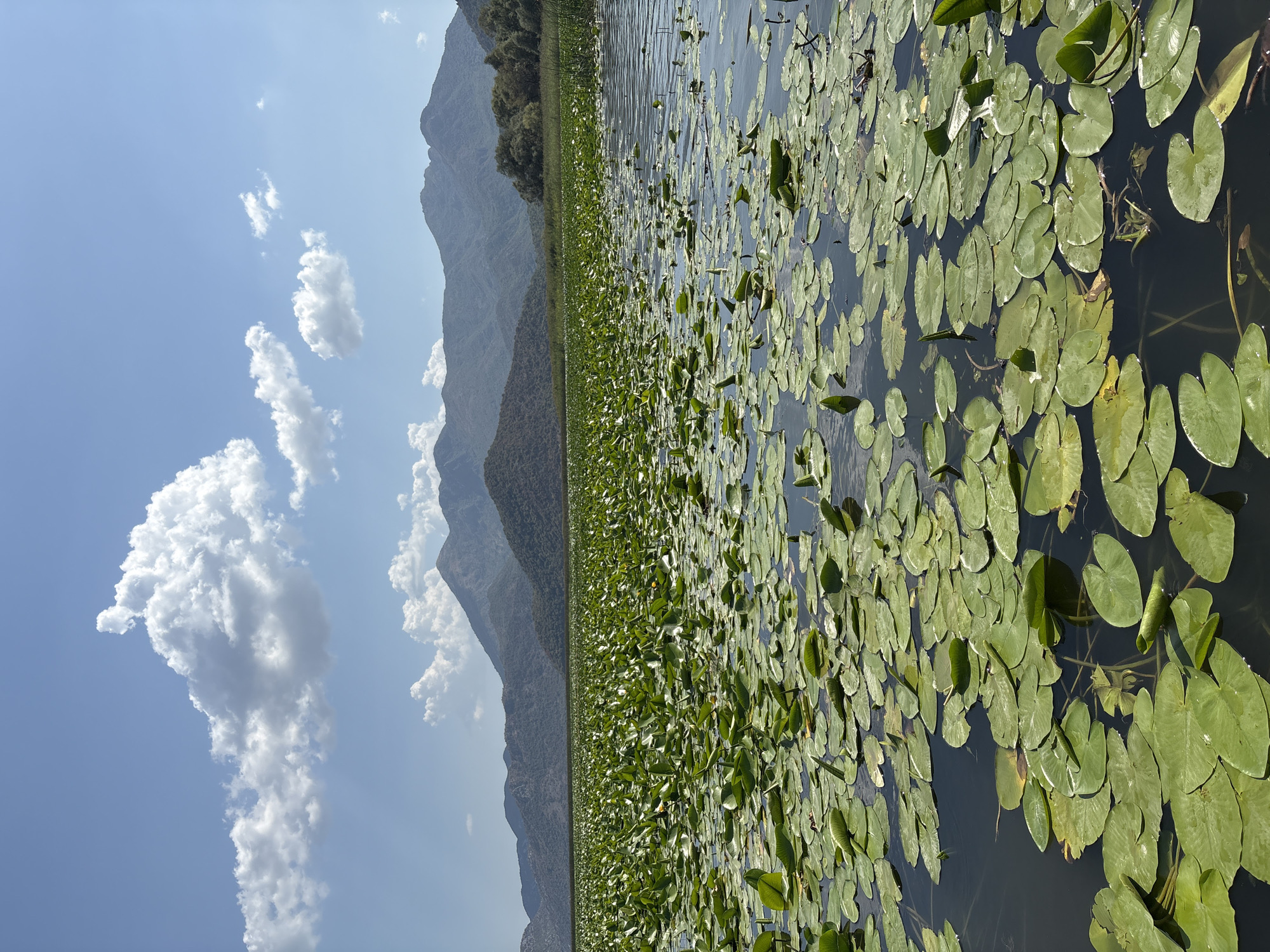 A vertical, medium shot captures a vast expanse of water covered with dense lily pads under a bright, cloud-dotted blue sky. The water is dark and calm, reflecting the sky and surrounding mountains. The lily pads, a vibrant green, are the dominant feature in the foreground and midground, creating a textured carpet across the water's surface. Some lily pads are flat, while others are slightly curled or have buds emerging. Small yellow flowers are visible among the pads in the distance.
In the background, rolling, tree-covered hills rise gradually, culminating in rugged, mountainous peaks that recede into the hazy distance. The mountains appear dry and rugged, with a muted green and brown color palette. The sky is a clear blue, with scattered, fluffy white cumulus clouds that cast subtle shadows on the landscape. The scene suggests a natural, serene environment, likely a lake or slow-moving river. The location is identified as Braćeni, Montenegro. There are no people or animals visible in the image.
