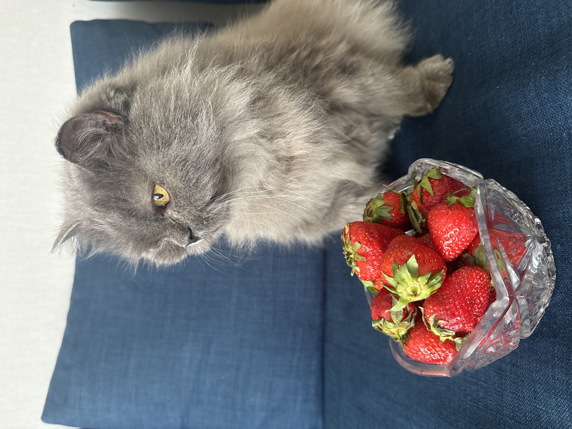 A gray long-haired cat lies on a blue textured surface next to a clear glass bowl filled with red strawberries. The cat faces the bowl, its yellow eyes visible. There is no evidence to suggest the image was taken in Izhevsk, Russia.