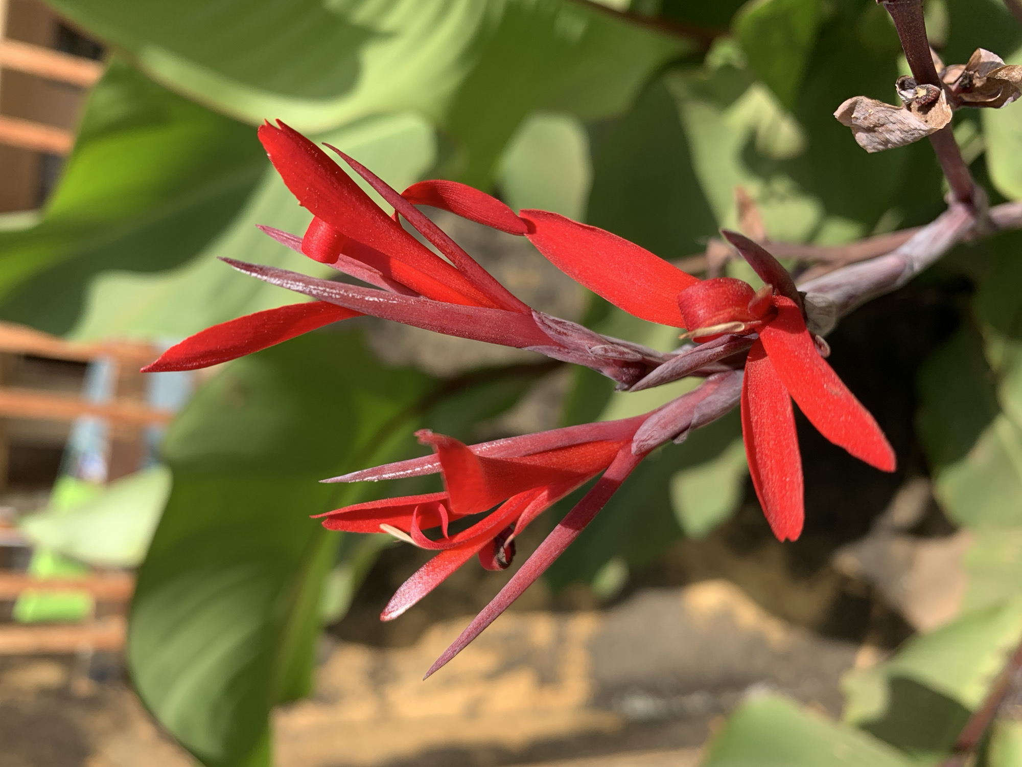 The image presents a close-up view of a vibrant red flowering plant, possibly a Canna lily or a species with similar prominent bracts. The main subject features several striking red, elongated petal-like structures, clustered together on a sturdy, purplish-brown stem. Two distinct groupings of these red blooms are visible, with intricate internal floral parts hinted at within the folds of the red elements.
The stem itself branches, and further up and to the right, there are dried, light brown remnants of past blooms or leaves, indicating natural plant growth and life cycle. The background is softly blurred, showcasing lush green foliage, likely the broad leaves of the same plant or surrounding vegetation. On the far left, extremely out-of-focus lighter brown and green shapes suggest a distant structure, possibly a fence or part of a building, behind the leaves.
The scene is bathed in bright, direct sunlight, creating distinct shadows and emphasizing the intense red hue of the flowers. This strong illumination suggests a clear, sunny day, likely mid-morning or afternoon. No human figures or discernible text are present in the image. The focus is entirely on the natural beauty of the plant, depicting flora typical of a warm climate, consistent with the provided location context of Rafin Par, Nigeria.