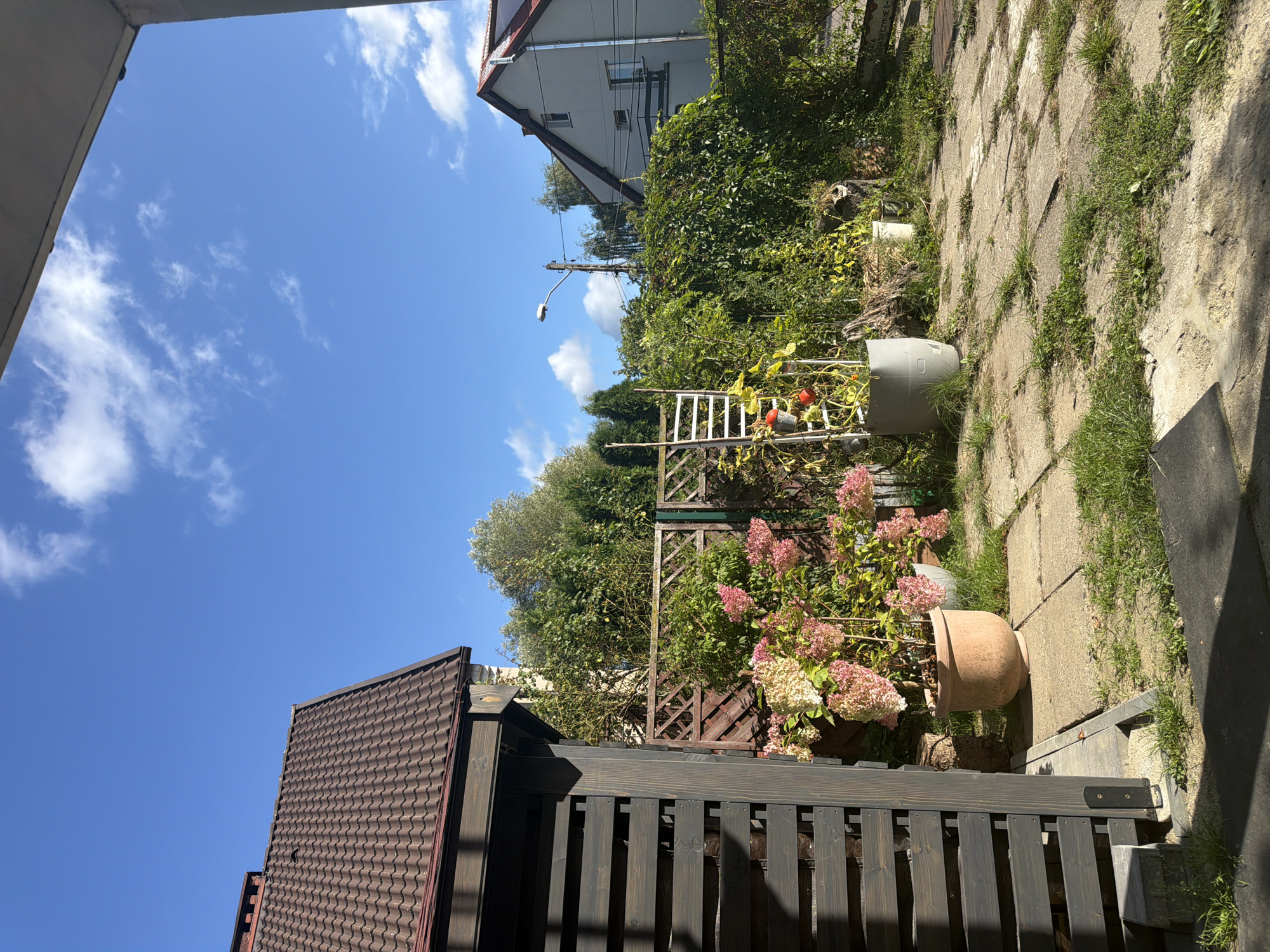 The image depicts a backyard scene under a bright blue sky with scattered white clouds, suggesting a sunny day. In the foreground, a dark wooden structure, possibly a shed or fence, occupies the left side of the frame. To the right of this structure, a paved patio area is visible, with flagstones and patches of grass.
Dominating the midground are several potted plants, most notably a large terracotta pot containing a hydrangea bush with abundant pink and white blooms. Adjacent to it is a large gray planter. Behind the plants, a wooden lattice fence separates the patio from a densely vegetated area. Further back, a metal ladder leans against the vegetation, with a few red objects, possibly tomatoes or small pumpkins, attached to it.
In the background, a two-story house with a grey facade and a dark-pitched roof is visible on the right. A street lamp and utility poles with wires are also present. The overall impression is of a residential backyard, likely in a suburban or urban setting. Given the context of the request, this scene is located in the city of Szczecin, Poland.