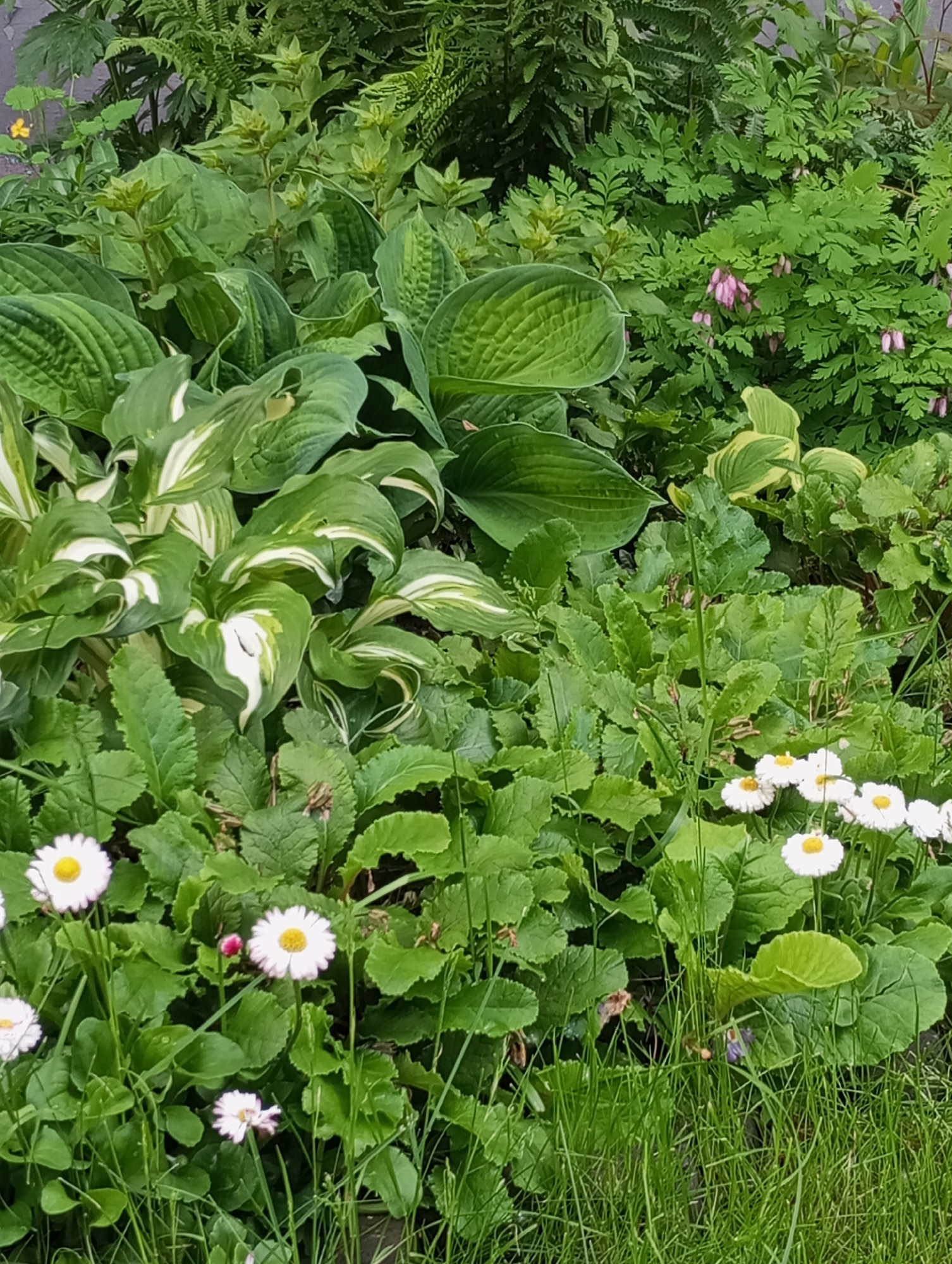 This image presents a lush and vibrant garden scene, possibly in Izhevsk, Russia, filled with a diverse array of green foliage and blooming plants. The frame is densely packed, showcasing various textures and shades of green.
In the mid-ground and extending to the left, large-leafed Hosta plants are prominent. Some hostas display distinct variegation with creamy white centers and green margins, while others feature solid green leaves with characteristic ribbed patterns. Behind these, in the upper portion of the image, darker green ferns add a fine, feathery texture to the background. To the upper right, a plant with delicate, heart-shaped pink flowers, identifiable as Bleeding Heart (*Dicentra spectabilis*), emerges from the dense foliage.
The lower and central-right areas of the image are populated by broad-leafed green plants, possibly a groundcover. Scattered among this greenery, particularly in the foreground and mid-right, are numerous small, white daisy-like flowers with bright yellow centers, likely common daisies (*Bellis perennis*). A single small yellow flower is also visible in the upper-left corner. Blades of tall green grass grow in the immediate foreground, adding another layer of texture.
The lighting suggests it is daytime, possibly under an overcast sky or in a shaded area, as there are no harsh shadows. The plants appear healthy and well-hydrated, indicating a thriving garden environment. No people, animals, or visible text are present in the image.