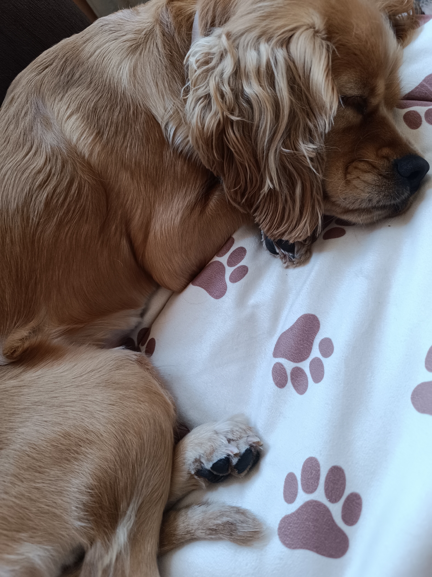 A light brown dog, appearing to be a Cocker Spaniel or similar breed, is captured sleeping soundly in an indoor setting in Pleven, Bulgaria. The dog is curled up, with its eyes closed and head resting comfortably, indicating a state of deep relaxation and peace. Its long, wavy, light brown fur is visible across its back and over its floppy ears.
The dog is lying on a soft, white blanket or bed cover that is adorned with repeated brown paw print patterns. A small portion of a dark, possibly brown, piece of furniture or upholstery is visible in the top left corner, suggesting the dog is resting on a sofa or bed. One of the dog's paws, with dark paw pads, is visible near the bottom right. The overall atmosphere conveyed is one of comfort and tranquility. There is no visible text in the image.