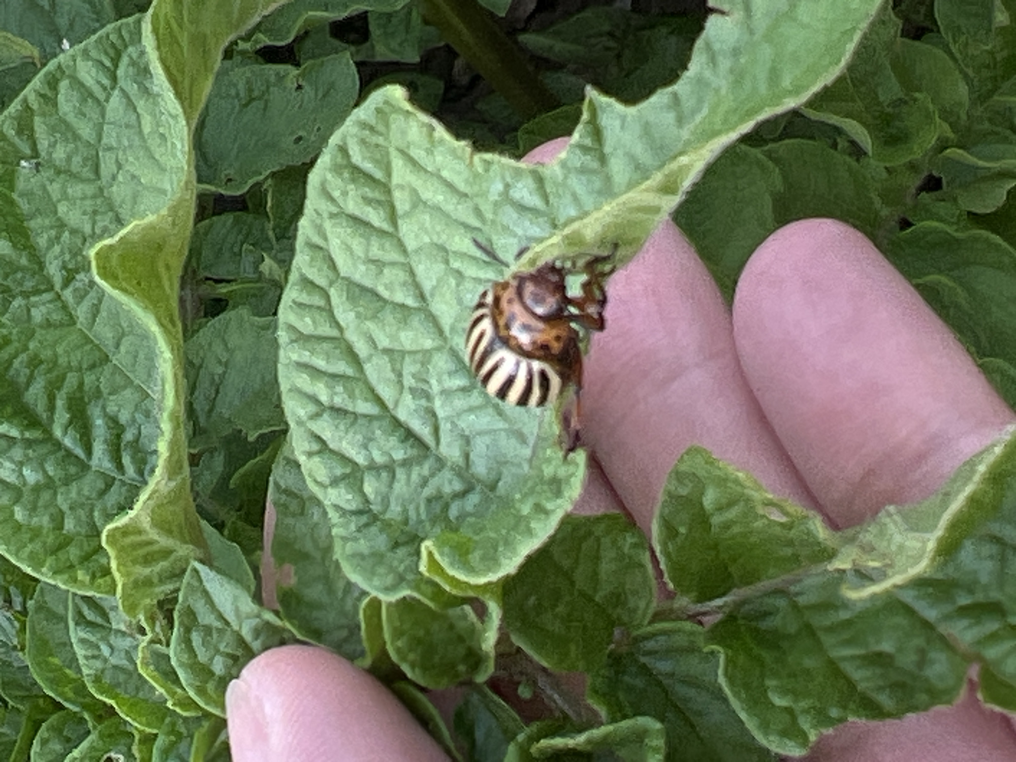 A close-up shot shows a potato beetle on a vibrant green leaf, with a human finger gently touching the leaf next to the beetle. The beetle has a distinctive pattern of brown and yellow stripes on its back and is positioned on a partially eaten leaf, indicating it is feeding on the plant. The surrounding area is filled with more lush green potato leaves, suggesting an outdoor setting. The lighting appears natural, hinting at a daytime scene, possibly in a garden or agricultural field. The image focuses on the interaction between the human and the insect, highlighting the small details of the beetle's appearance and the texture of the leaves. No text is visible in the image.